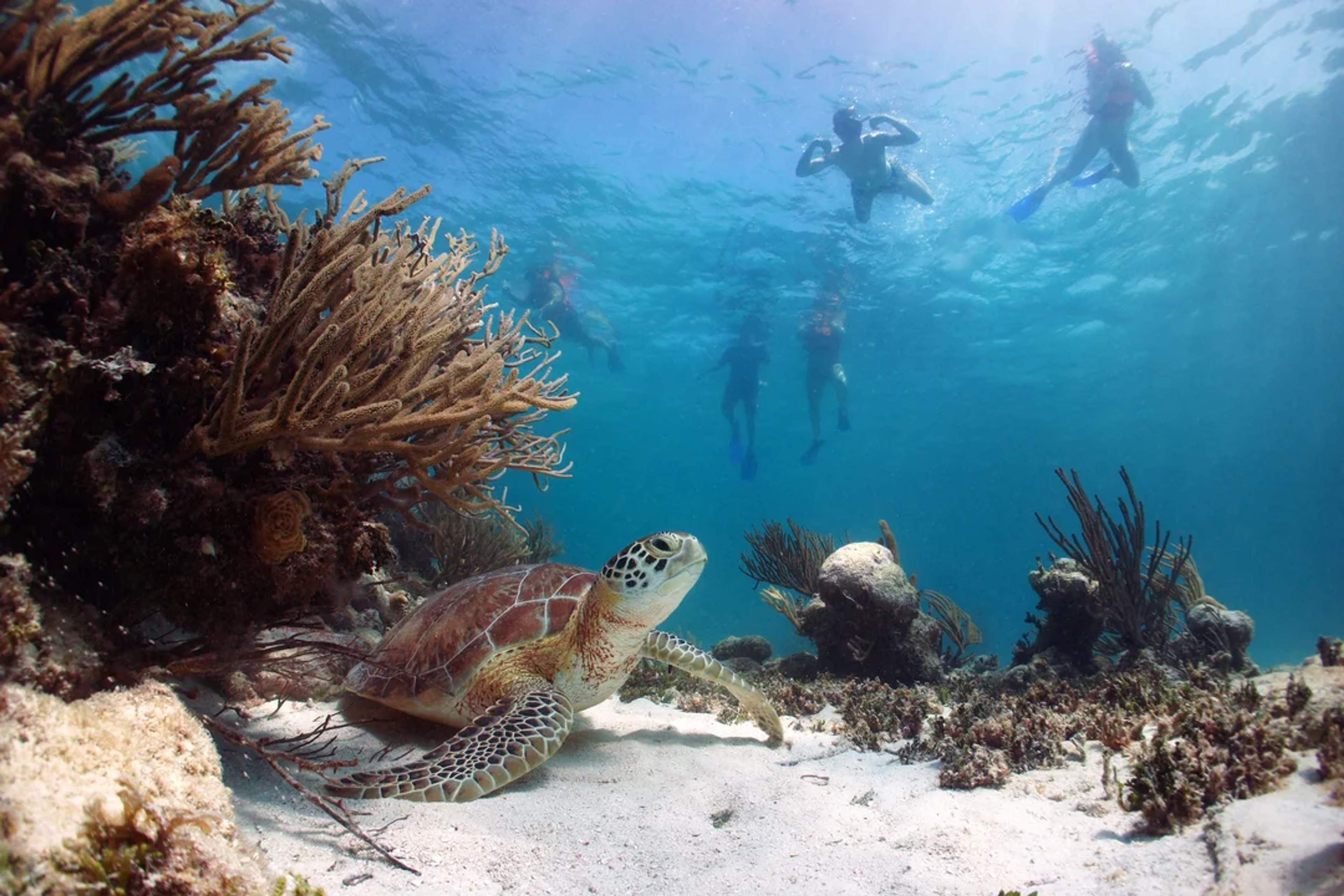 A woman snorkeling in clear waters, surrounded by colorful striped fish in a vibrant coral reef.