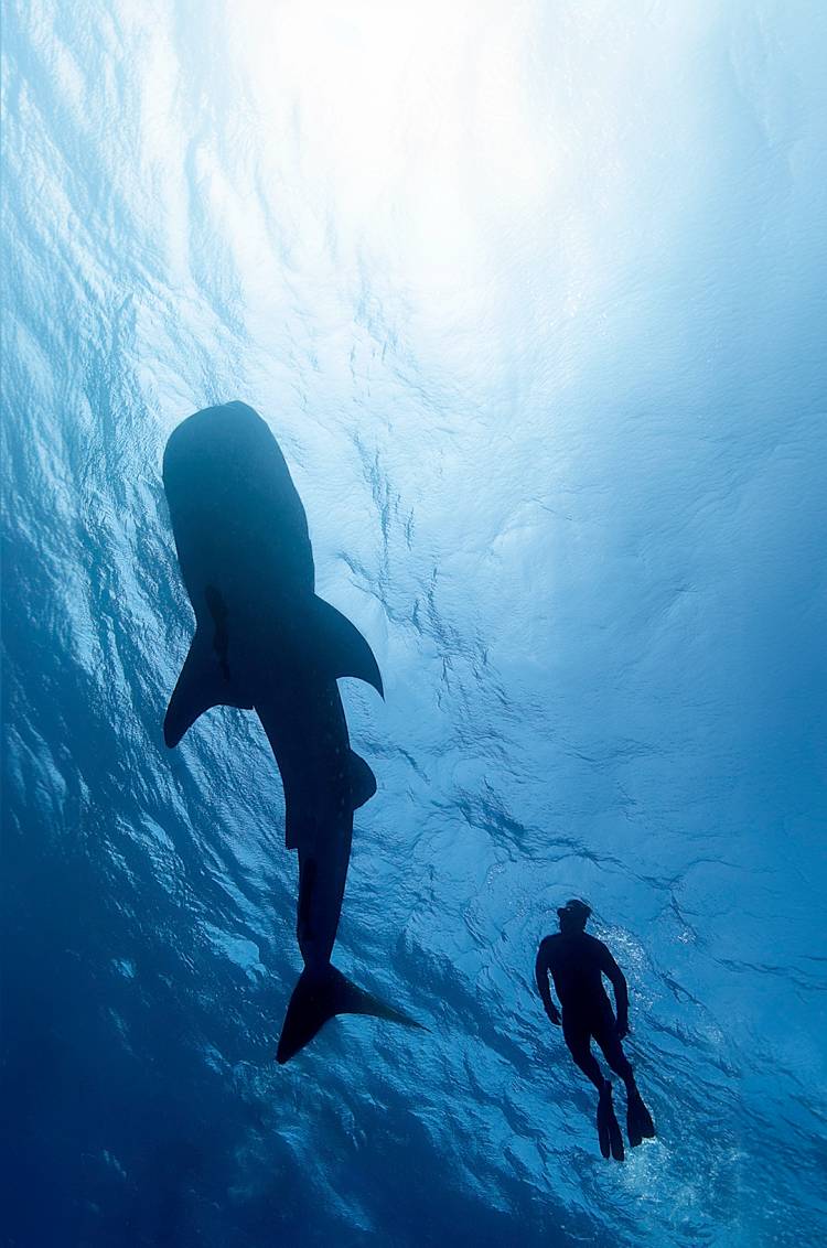 Un buceador nadando sobre un tiburón ballena en las aguas claras de Cabo.