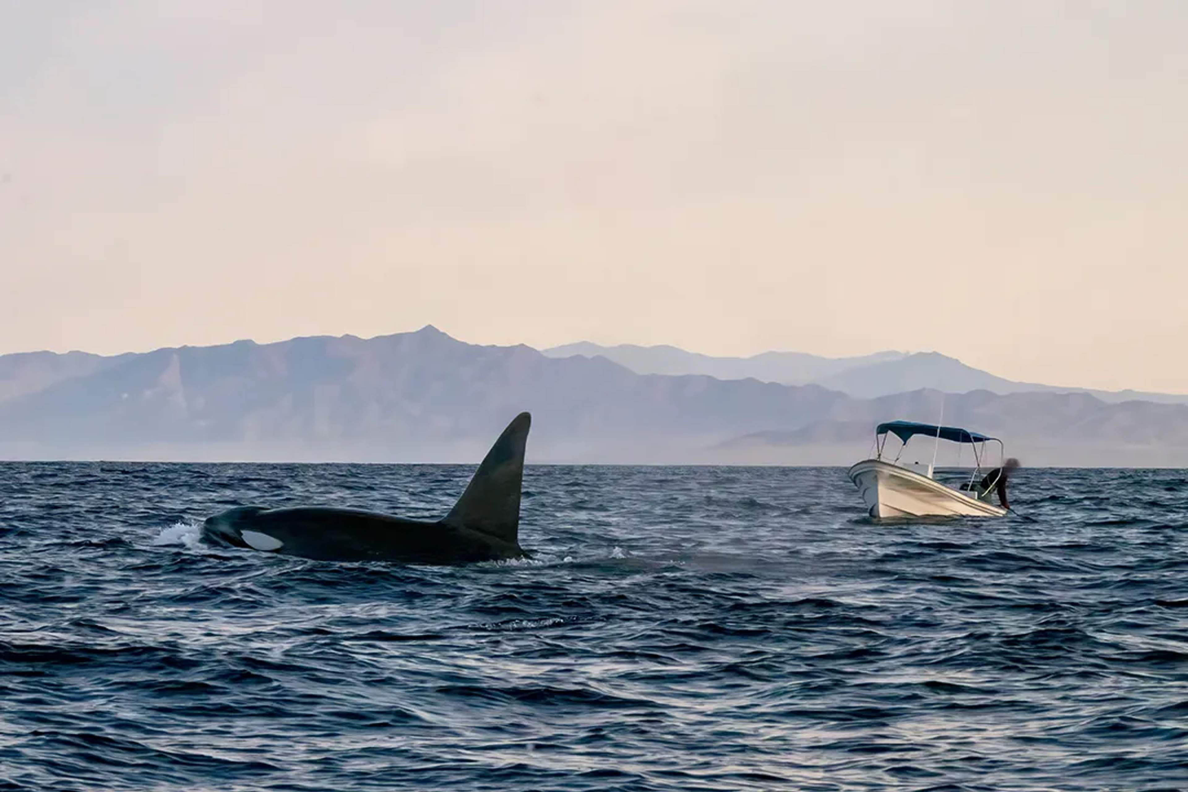Orca nadando cerca de una lancha en el Mar de Cortés, Baja California Sur, al atardecer.