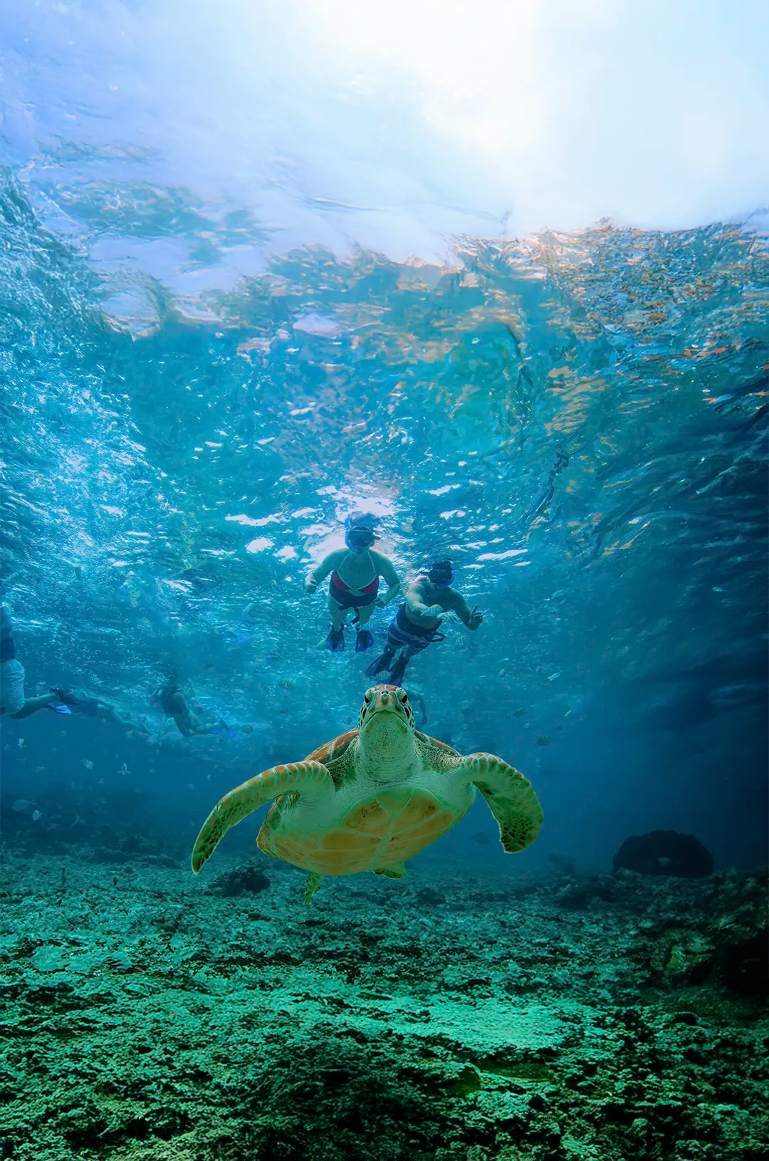 Snorkelers swimming with a sea turtle in the crystal-clear waters of the Sea of Cortez, Mexico.