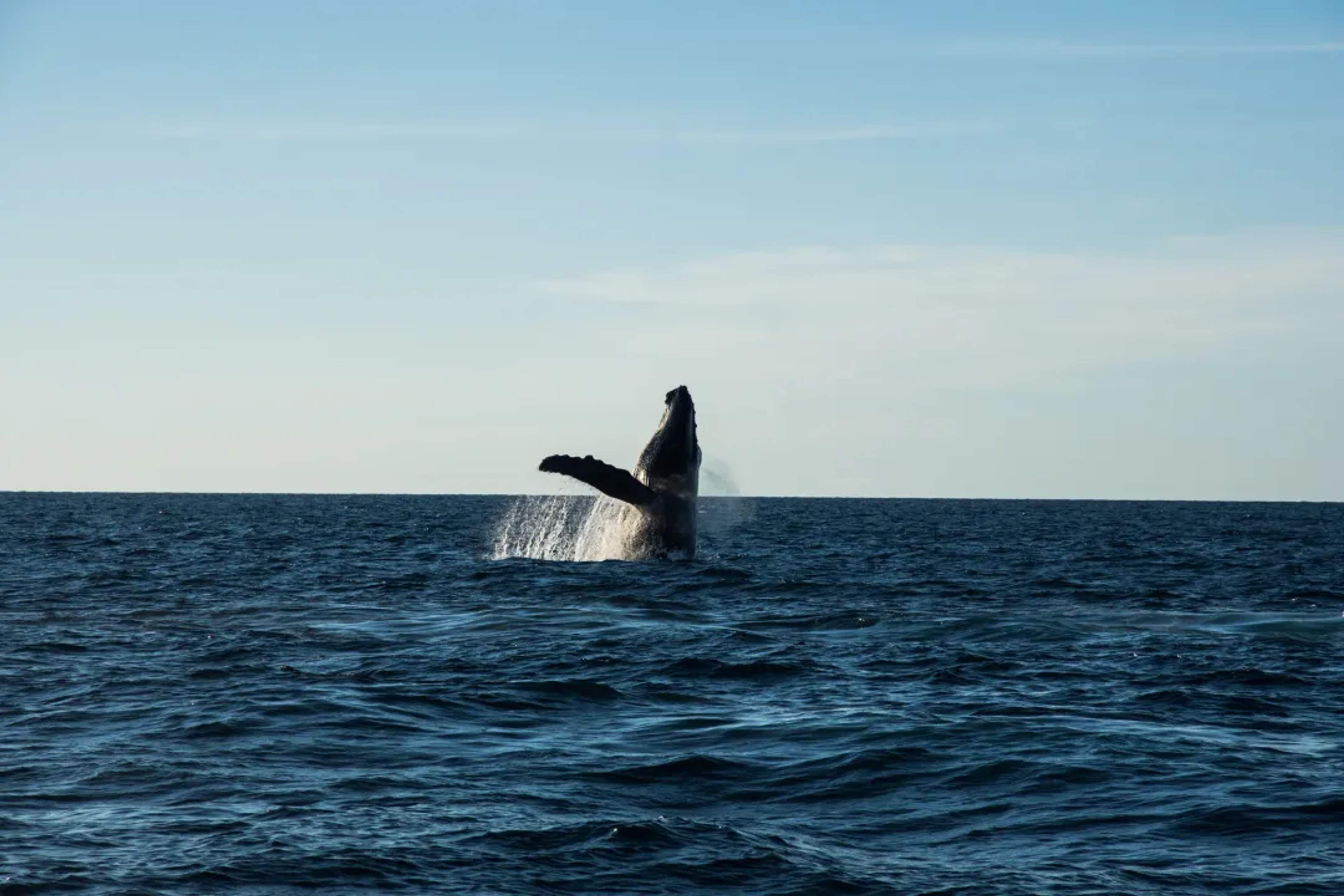 A humpback whale leaps dramatically from the Pacific Ocean surface during a winter whale-watching tour off Cabo, Mexico.