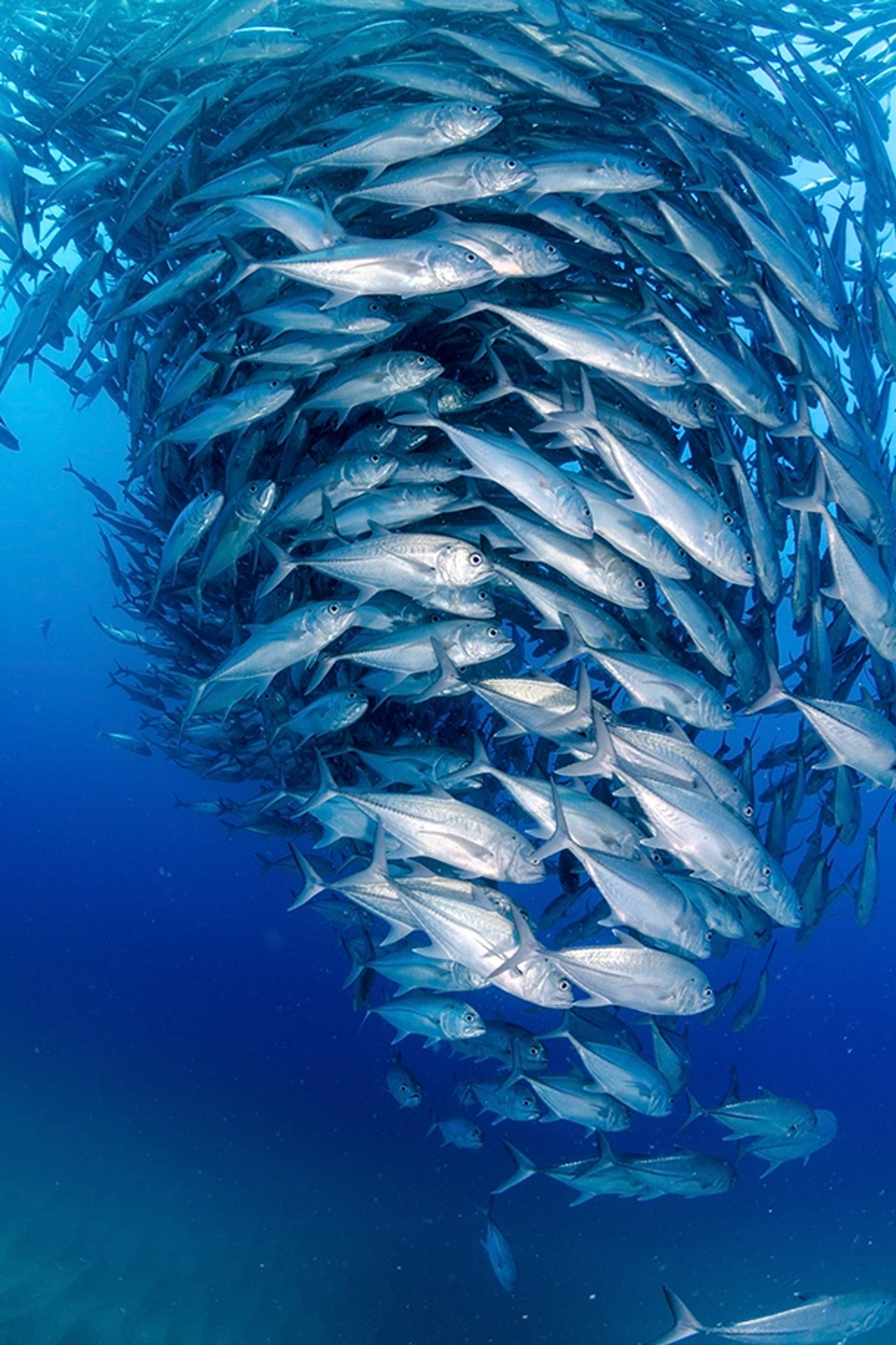 Embark in some of the best Cabo Pulmo Tours.