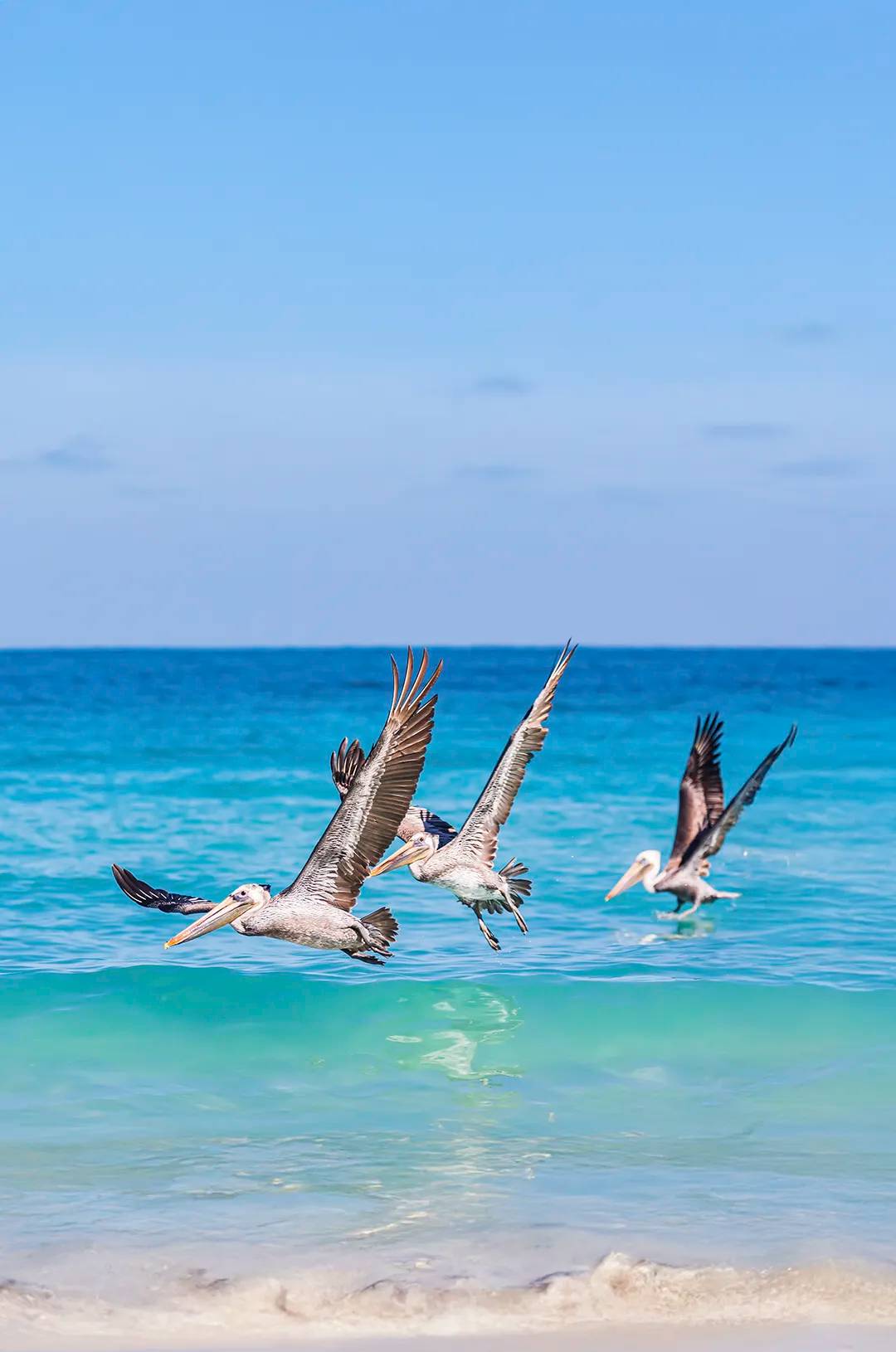 Brown pelicans flying low over the turquoise waters of the Sea of Cortez in Baja California Sur.