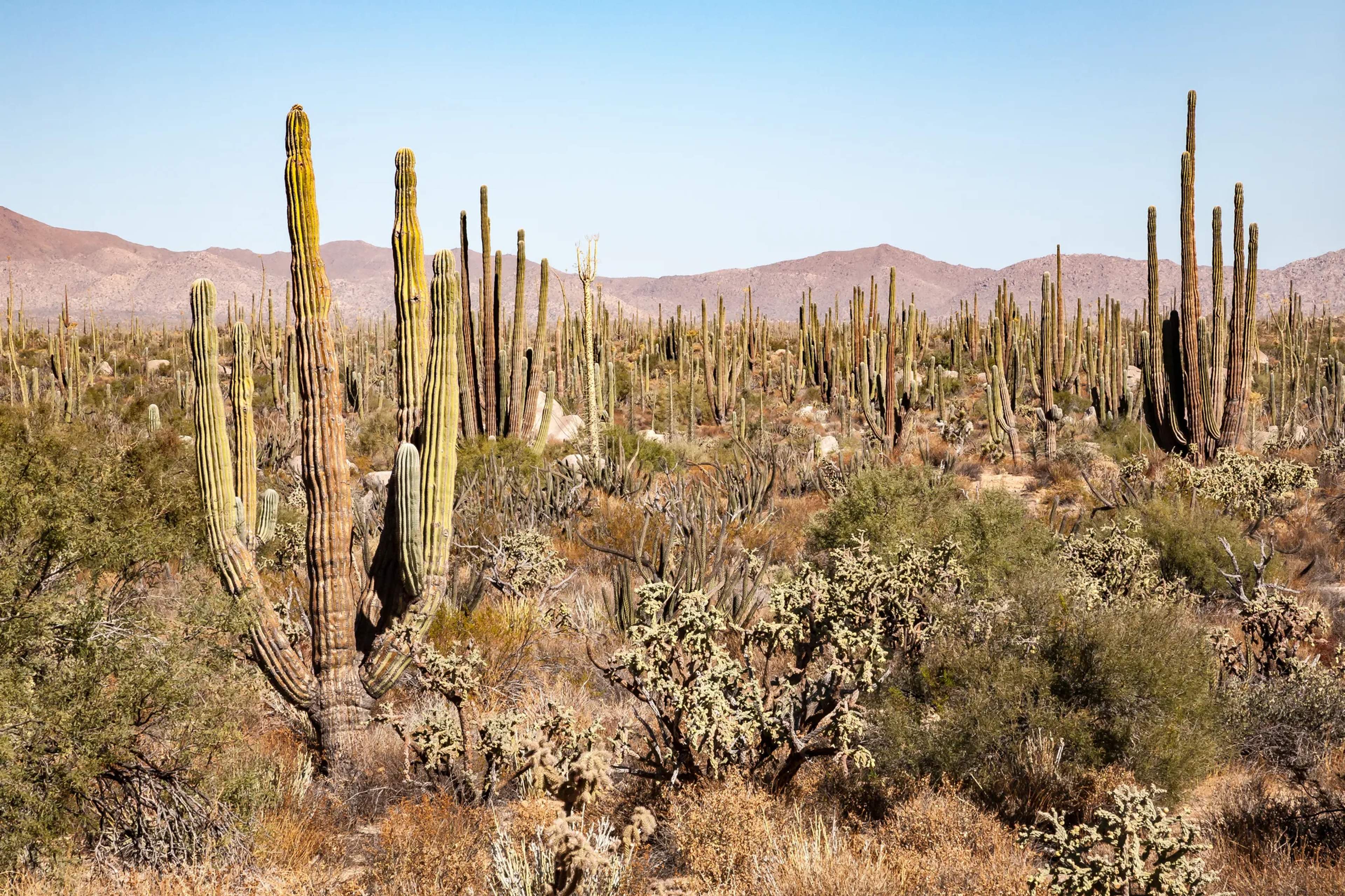Tall columnar cacti and desert shrubs fill a sun-baked Baja landscape beneath a clear summer sky.