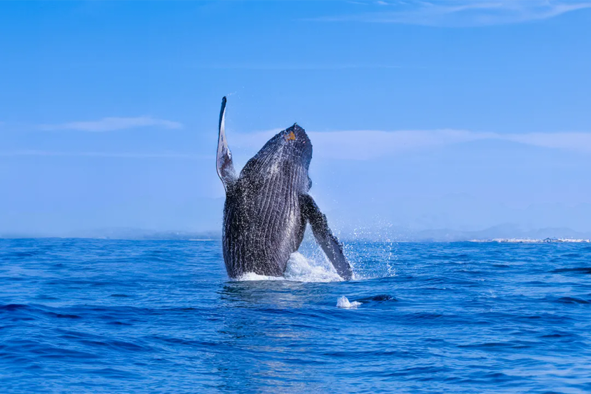 INTERESTING FACTS ABOUT WHALES