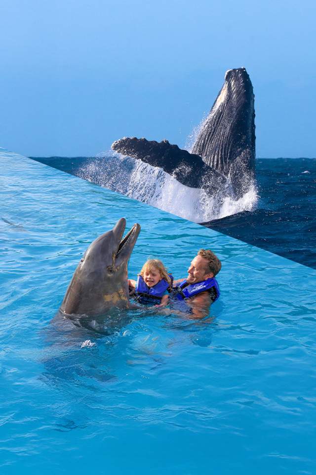 Swim with dolphins and witness a humpback whale breach in Los Cabos, the ultimate Dolphins + Whales combo experience.