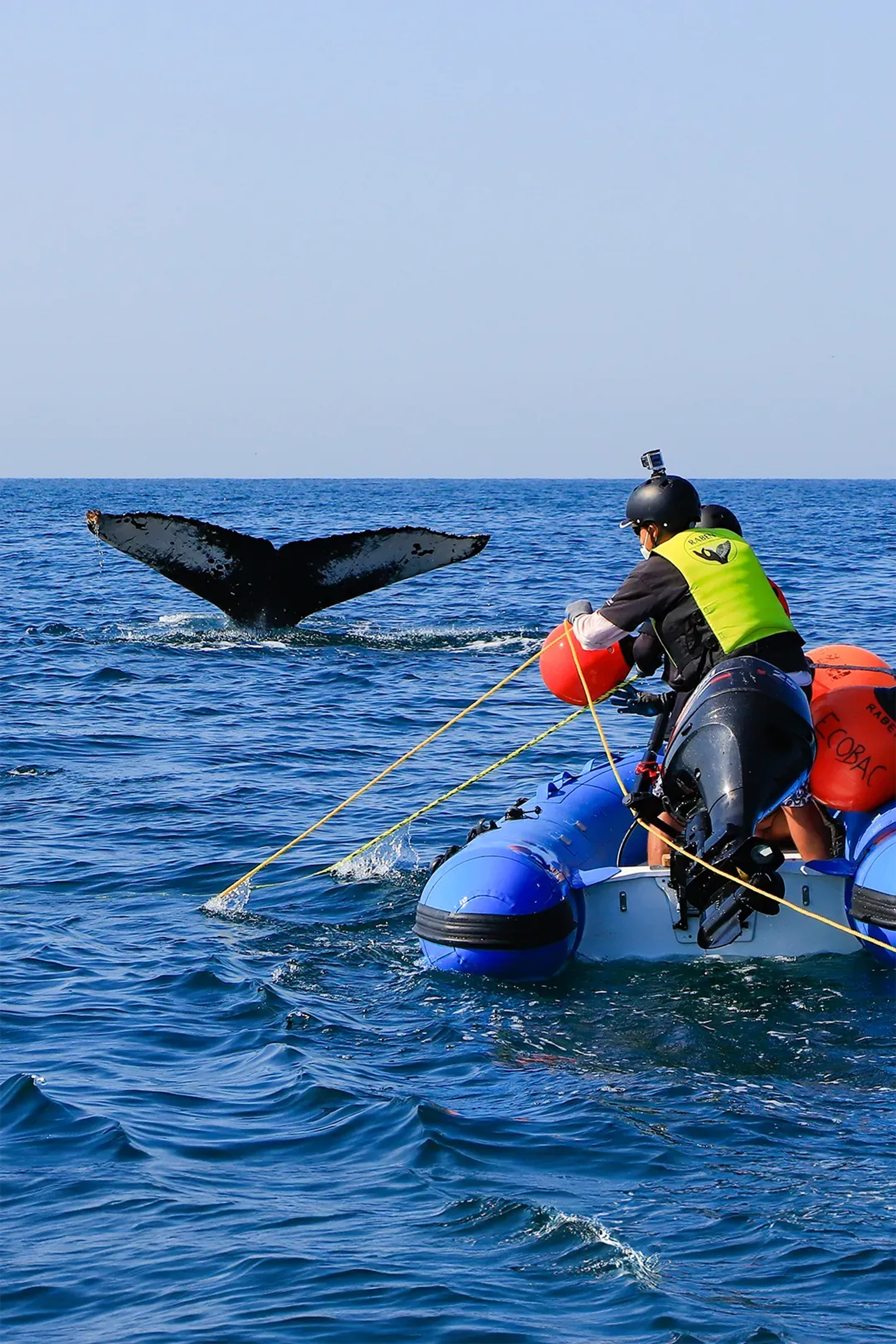 Vallarta Adventures staff performing a whale disentanglement in Puerto Vallarta.