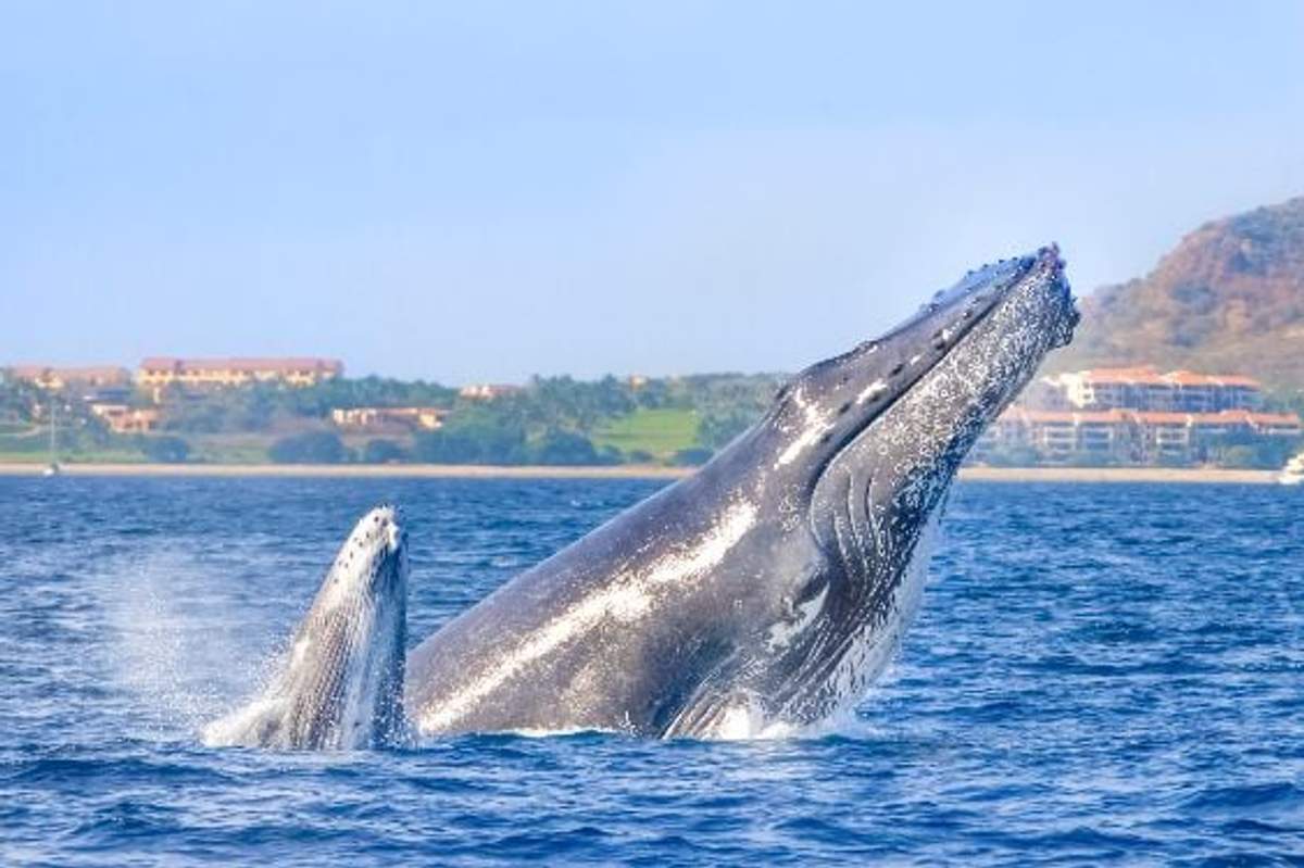 Una ballena jorobada y su cría saliendo del agua cerca de la costa, con un pintoresco fondo costero.
