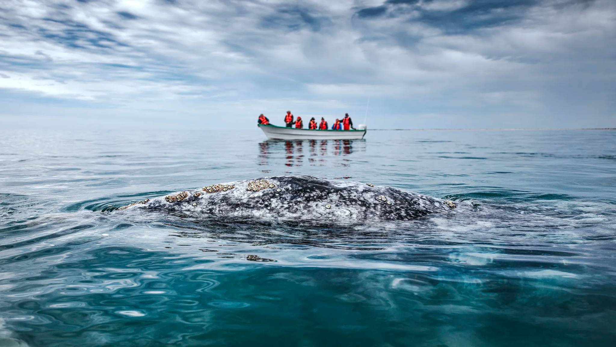 A gray whale's back surfaces near a boat of tourists observing calmly in open ocean waters under a cloudy sky.