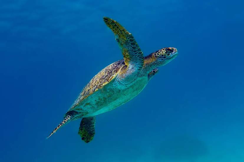 10 INTERESTING FACTS ABOUT SEA TURTLES