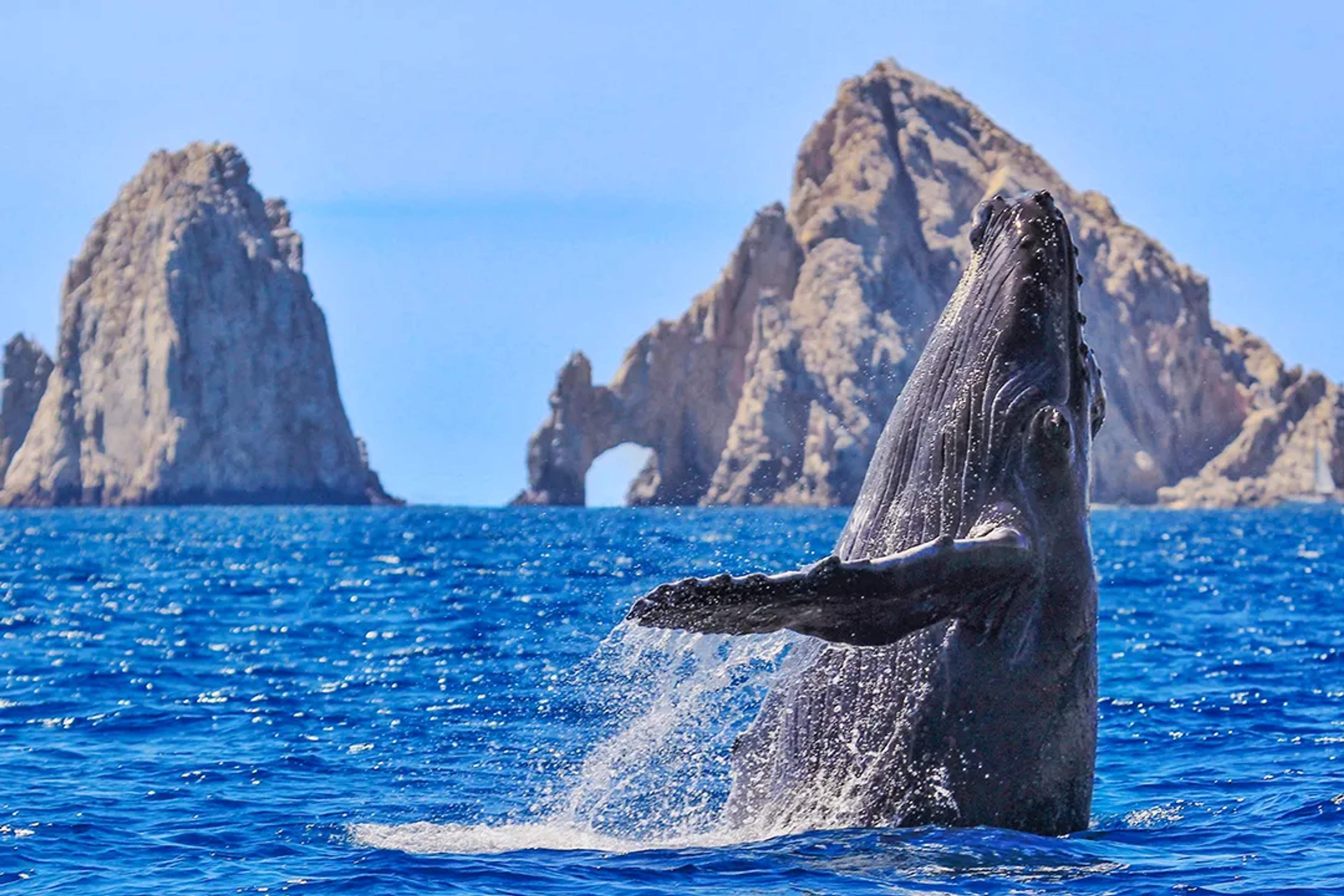 Humpback whale breaching near the Arch of Cabo San Lucas during a whale watching tour in crystal waters