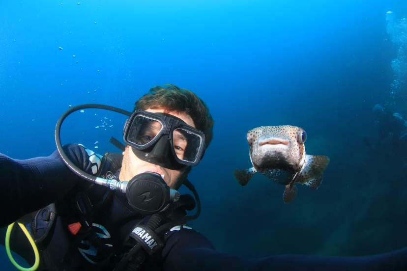 Diver takes a selfie underwater next to a curious pufferfish in the deep blue sea.