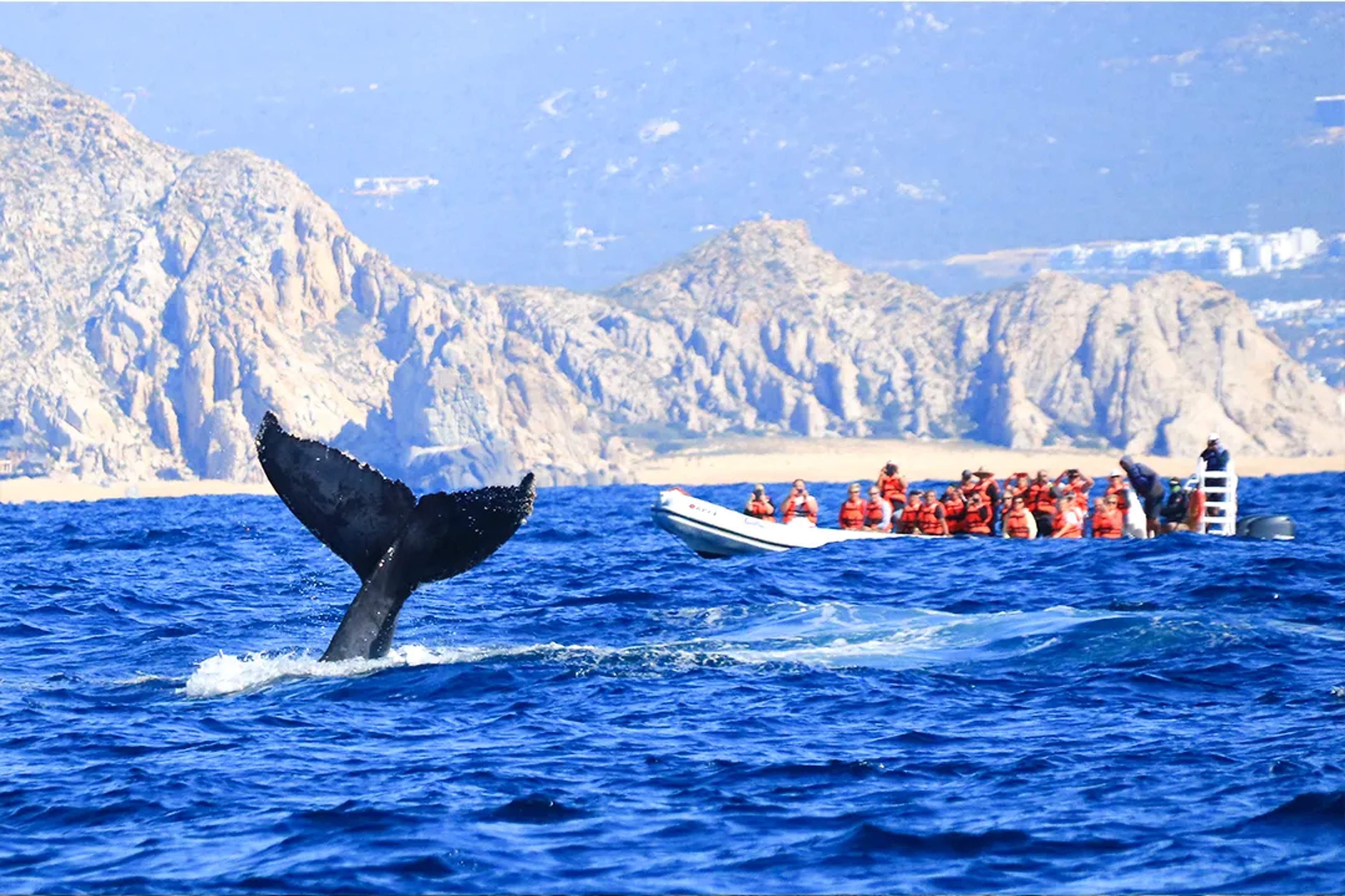 Avistamiento de ballenas en Los Cabos con cola de ballena y lancha frente a acantilados desérticos