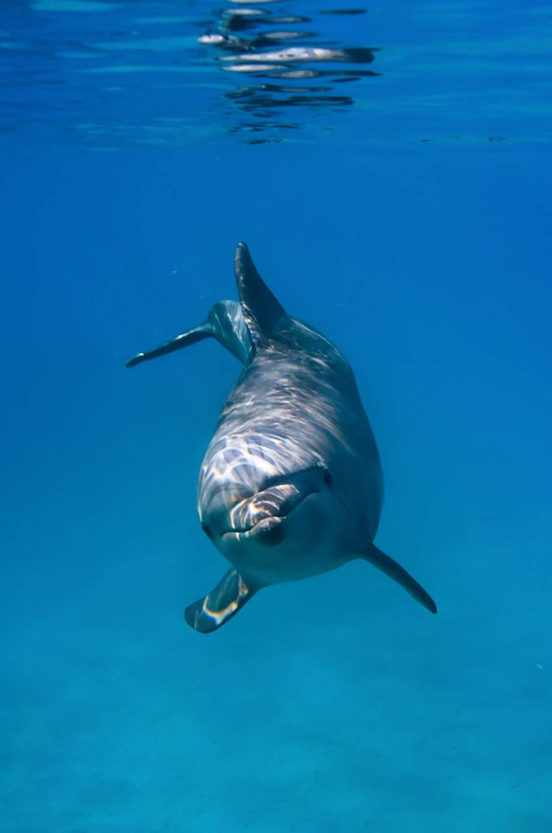 Delfín nadando bajo el agua en Los Cabos, parte del combo Delfines + Whales con encuentros marinos únicos.