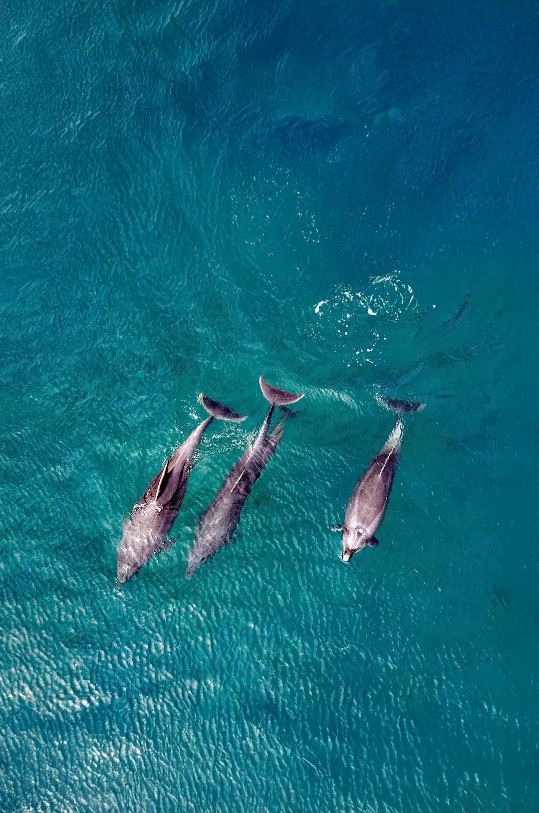 Three dolphins swimming gracefully in the clear blue waters of the Sea of Cortez, Mexico.