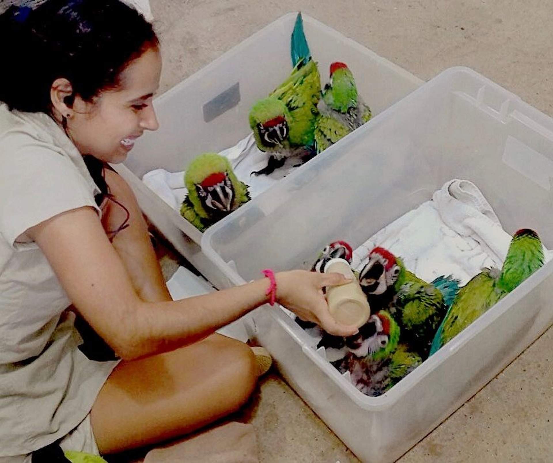 Aves recién nacidas