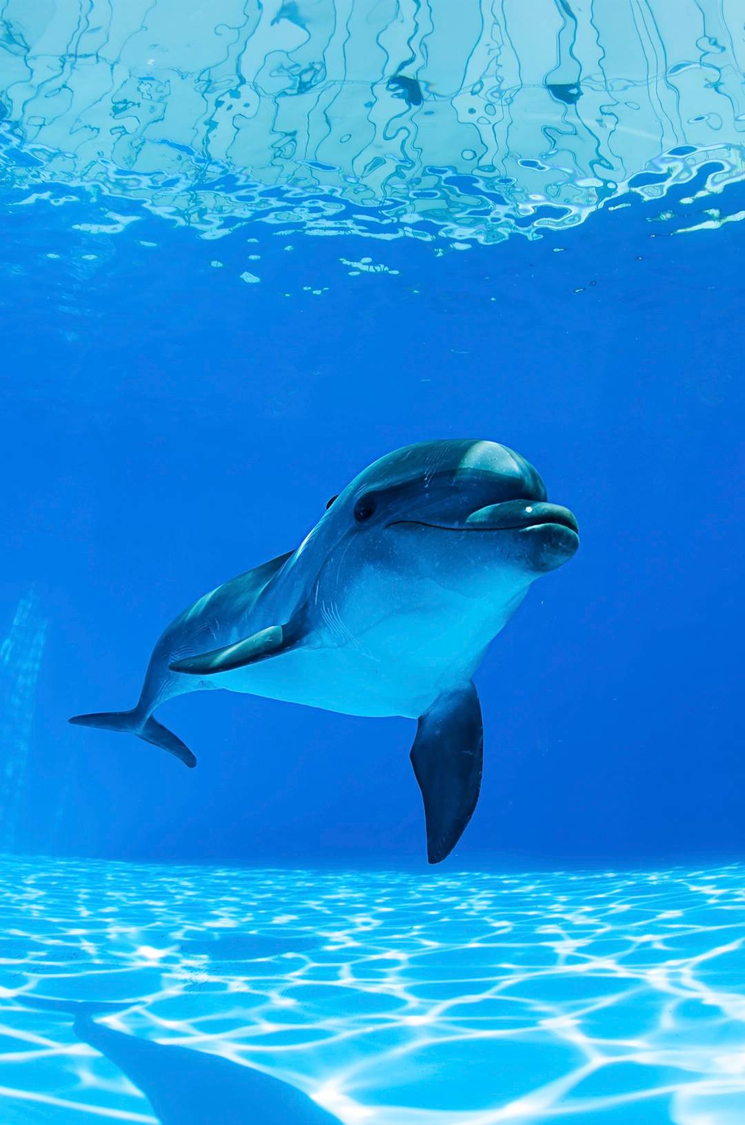 Delfín nadando bajo el agua durante una experiencia con delfines en Cabo San Lucas.