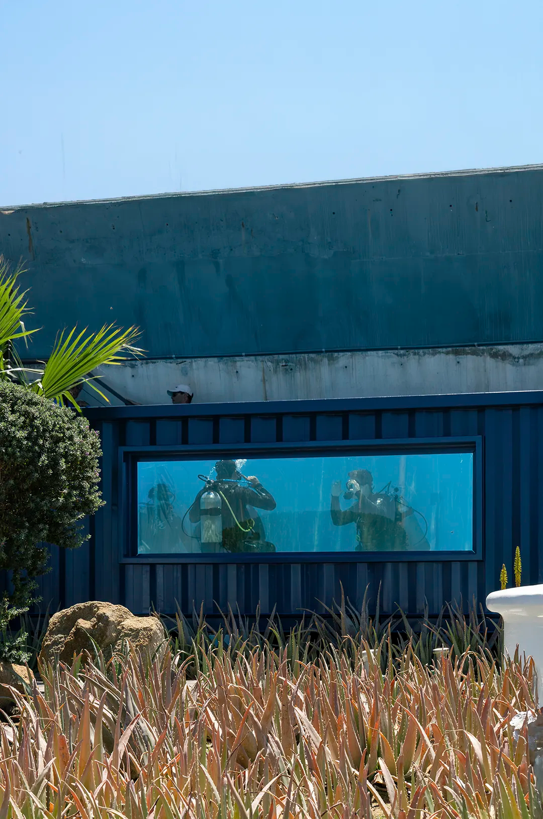 Buceadores practican en una alberca con pared de vidrio, visible desde un jardín exterior.