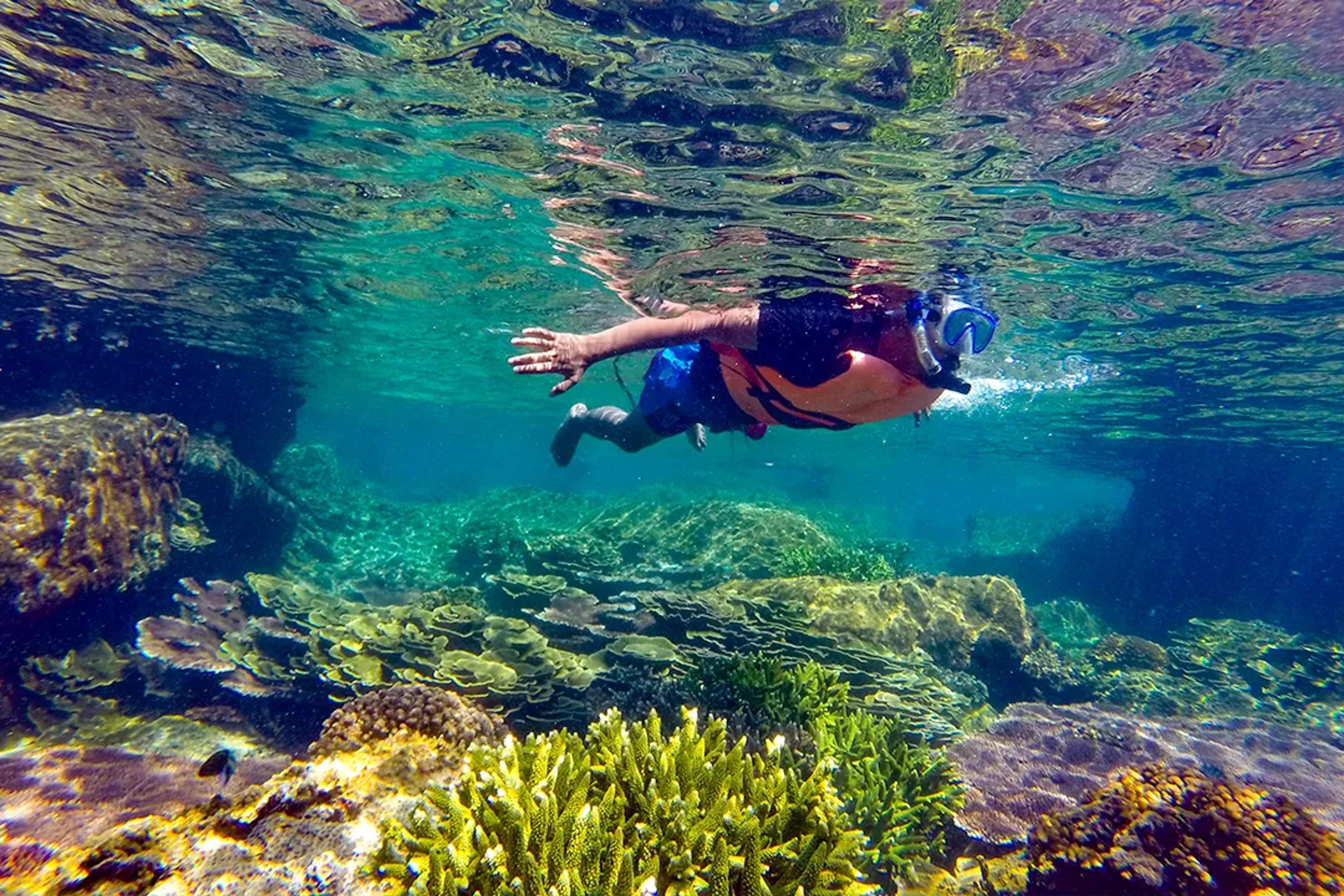 Snorkeling tour over vibrant coral reefs with tropical fish in crystal clear waters of Cabo Pulmo