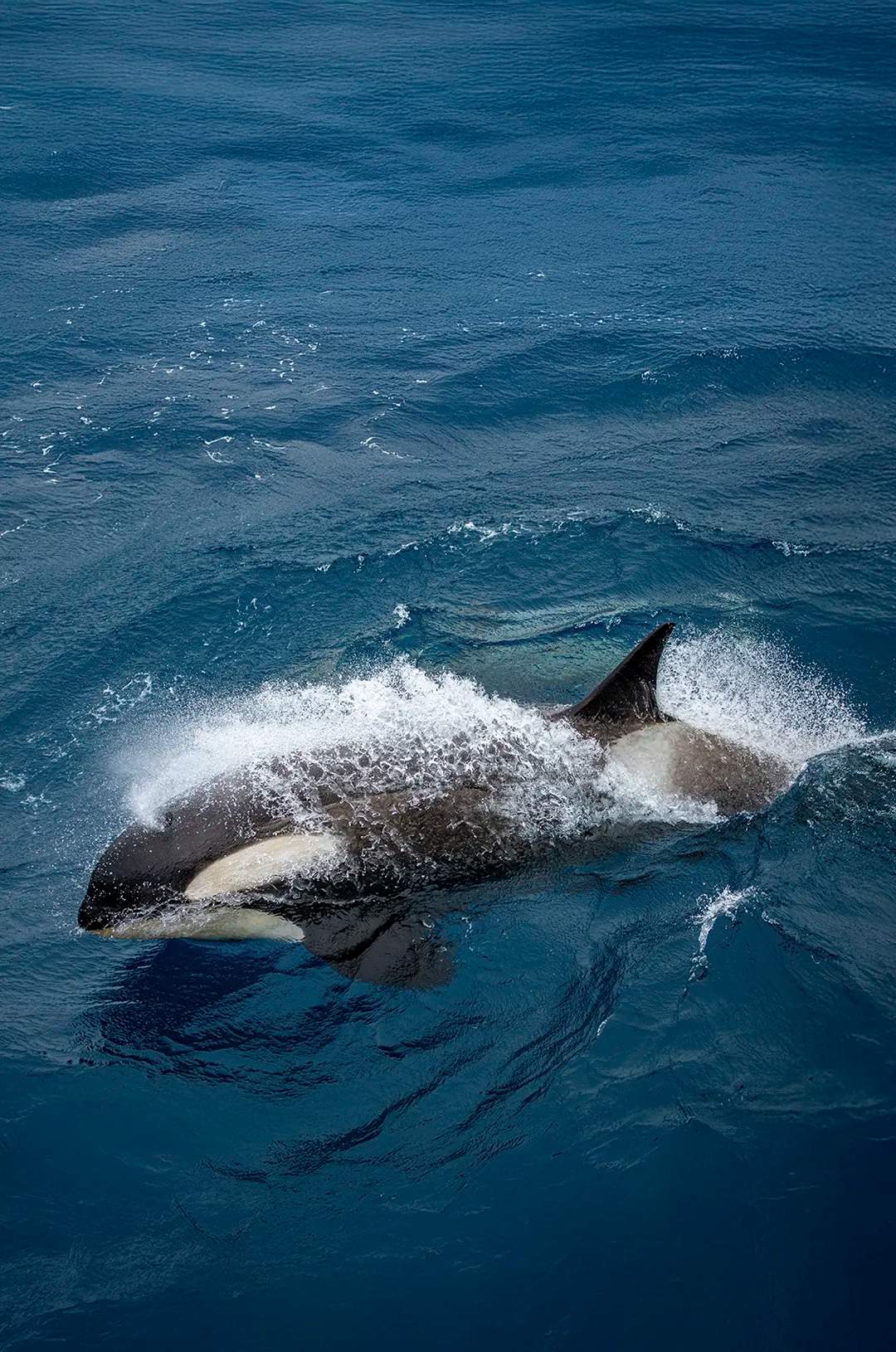 Powerful orca breaking through ocean waves with water spraying dramatically around its body.