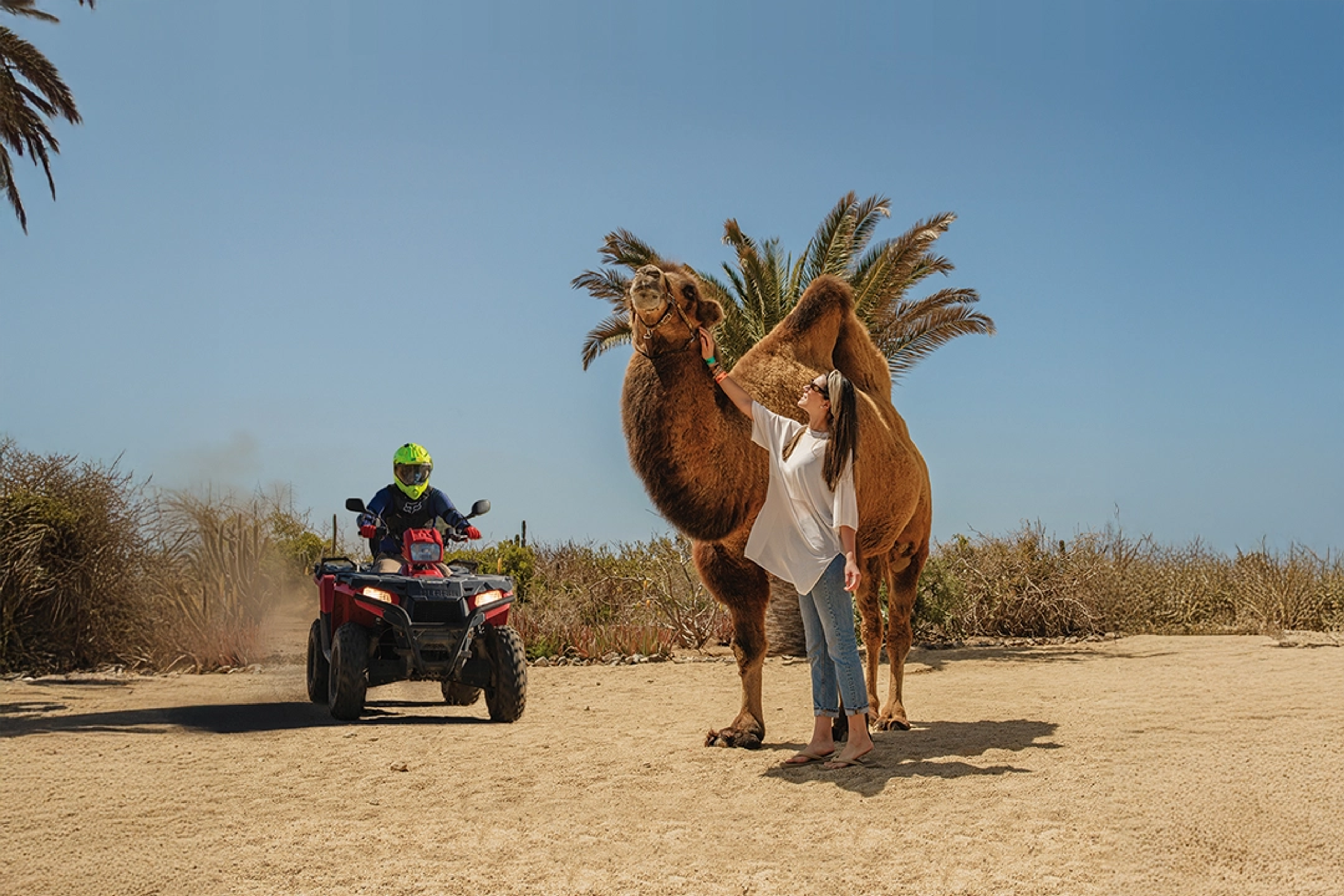 Una mujer acaricia un camello bajo palmeras mientras un conductor de ATV pasa en un paisaje desértico en un día soleado.
