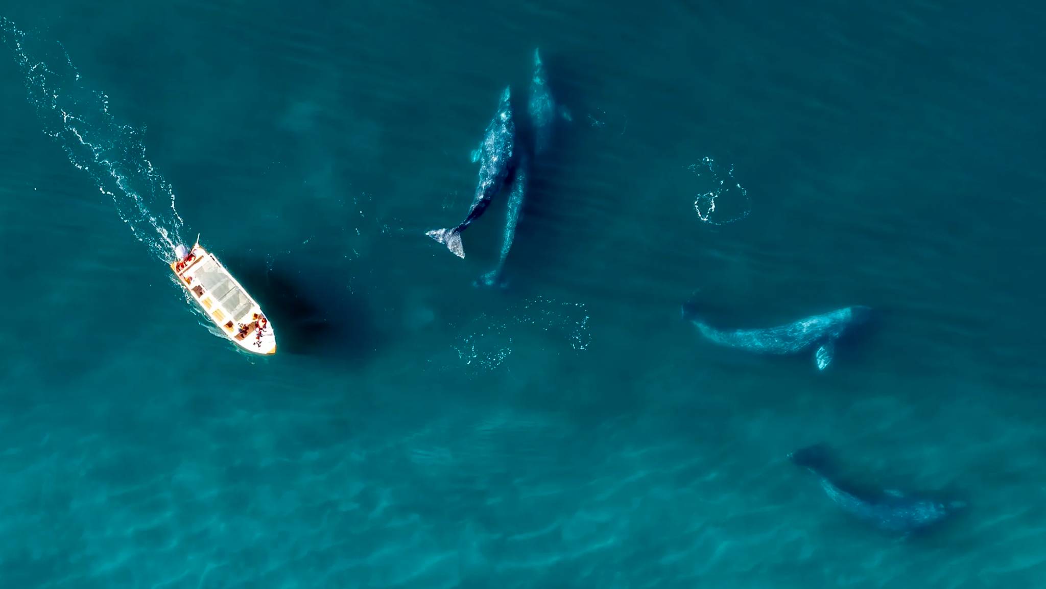 Vista aérea de Avistamiento de Ballena Gris en Bahía Magdalena.