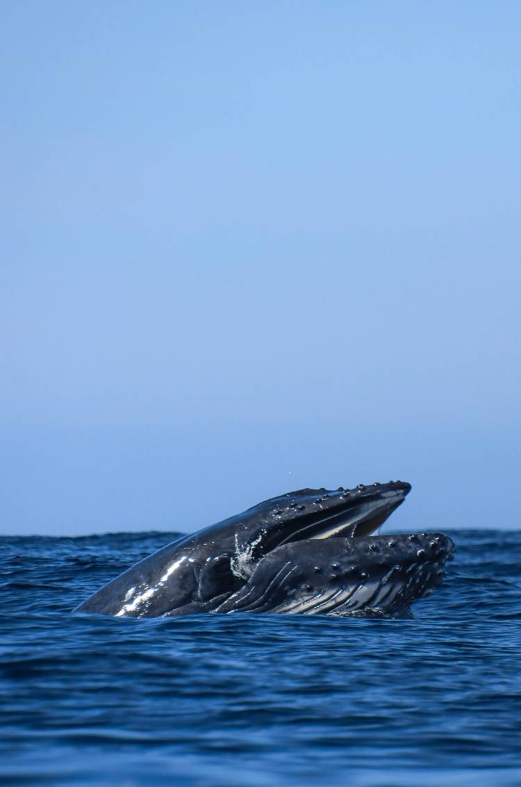 A humpback whale's head surfaces above the ocean, mouth open, under a clear blue sky.