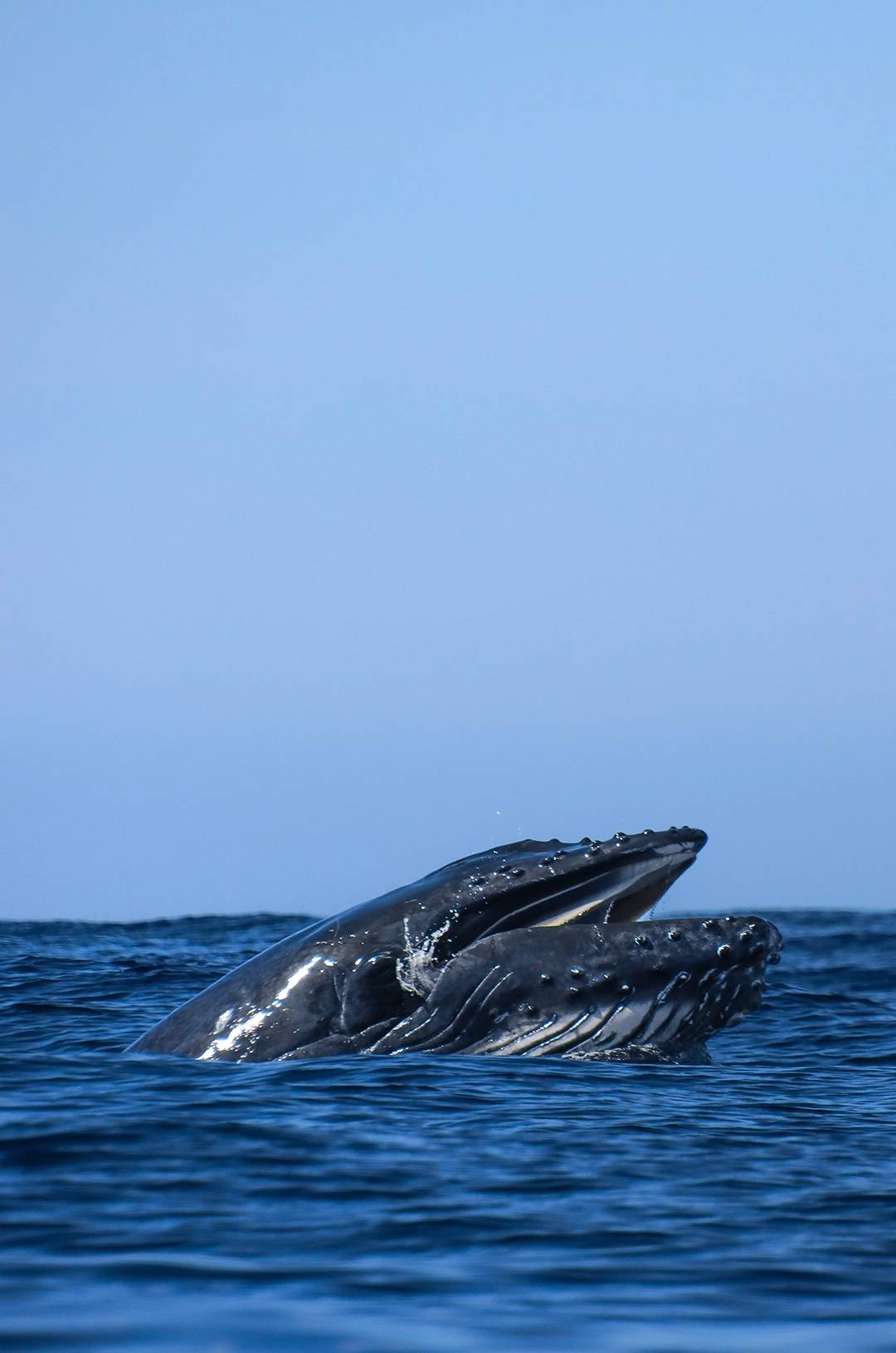 La cabeza de una ballena jorobada emerge del océano con la boca abierta bajo un cielo azul claro.