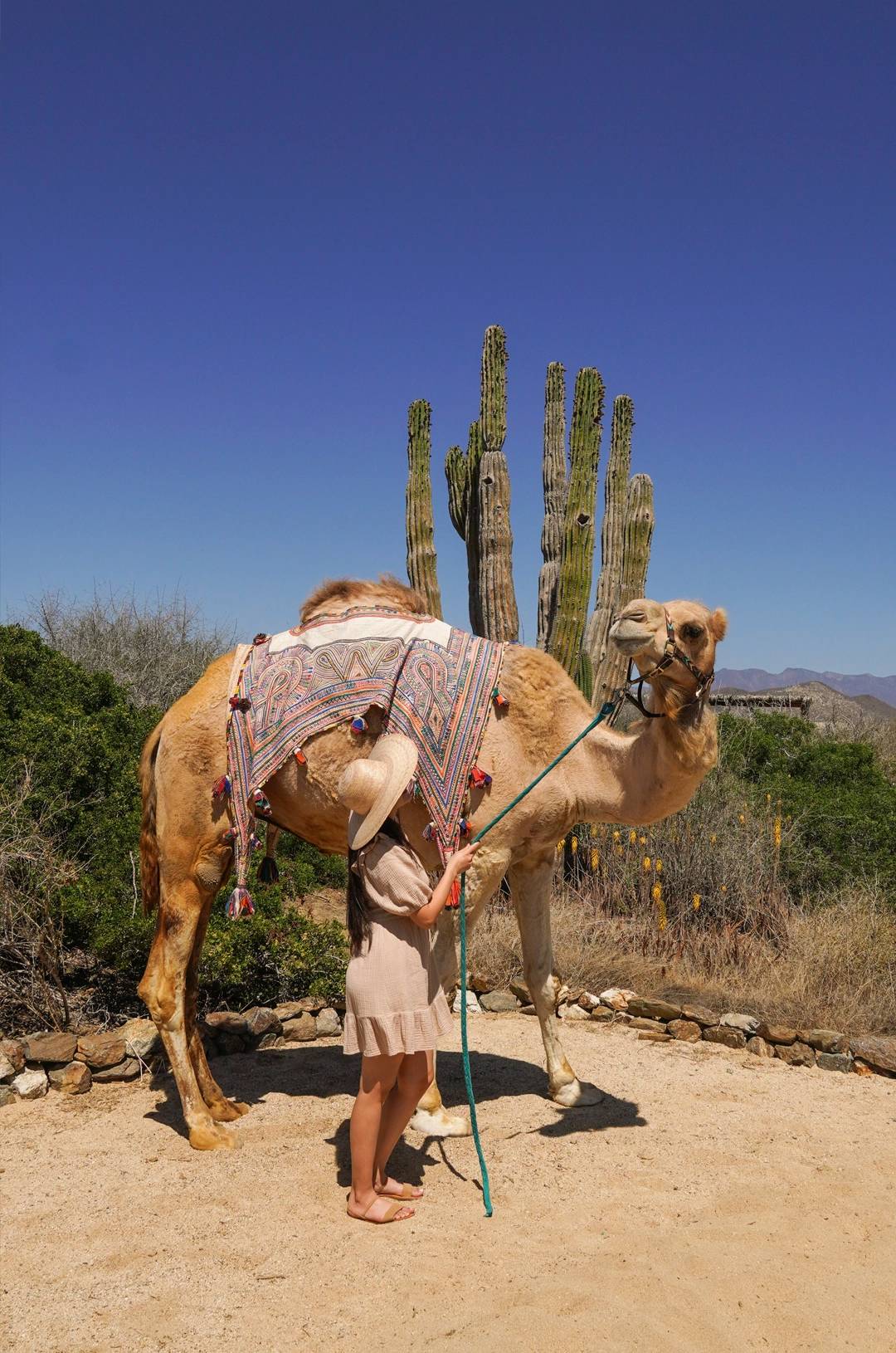 Mujer con sombrero junto a un camello decorado en un paisaje desértico con altos cactus y un cielo azul claro.