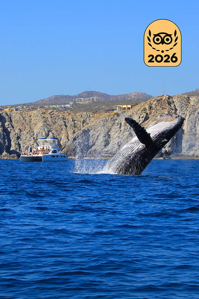 Humpback whale breaching near a boat with tourists, with rocky cliffs and blue sky in the background.