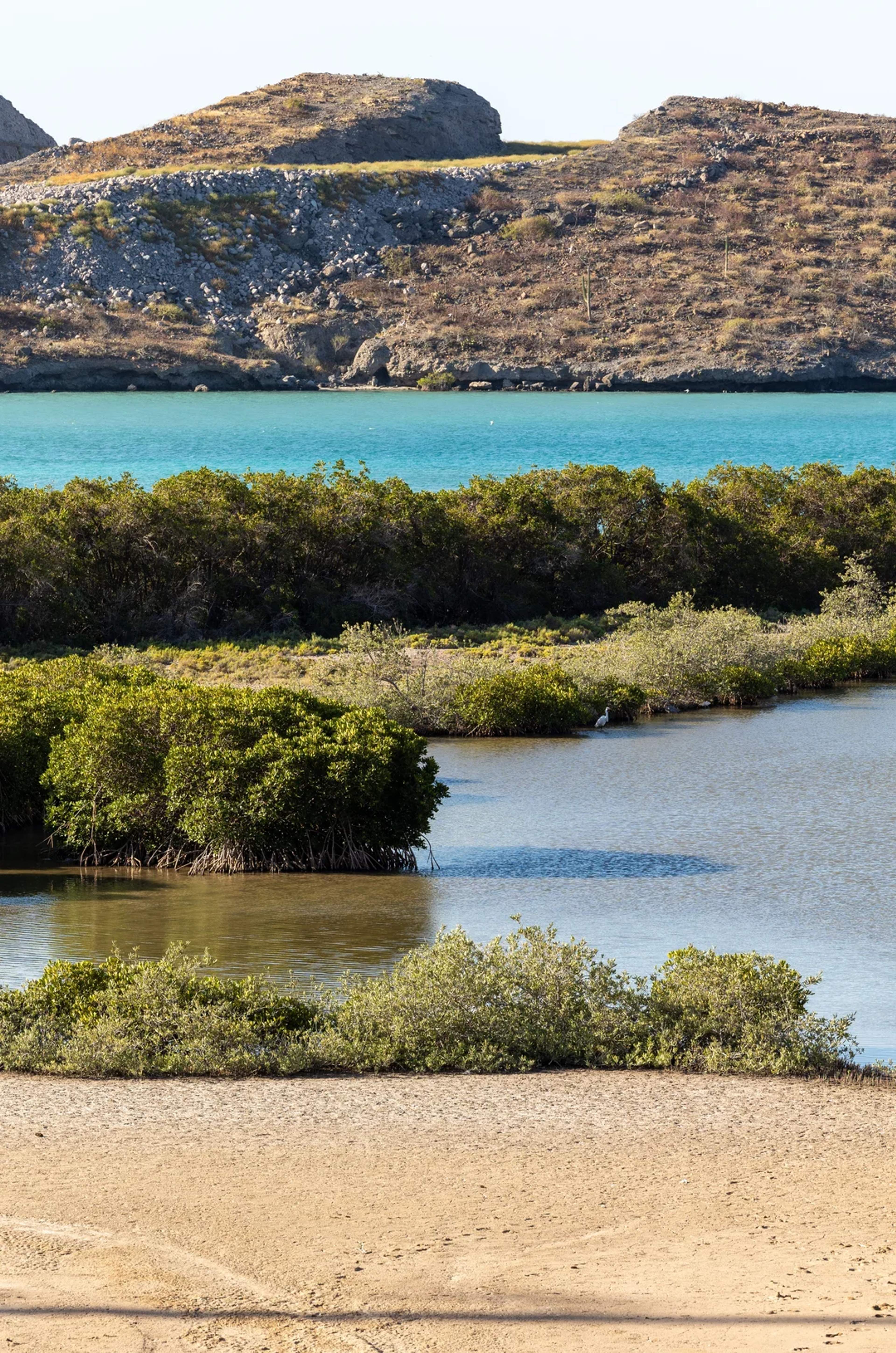 Lush mangroves meet turquoise waters and desert hills in this serene Balandra landscape.