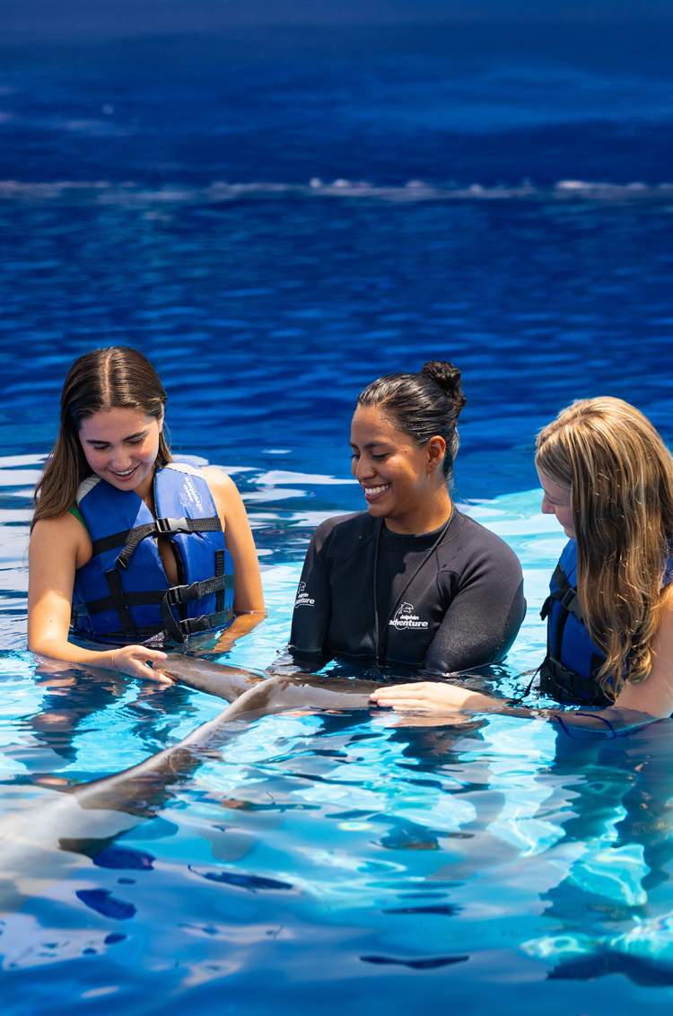 Guests interacting with dolphins in Los Cabos as part of the Dolphins + Whales combo, a memorable marine experience.