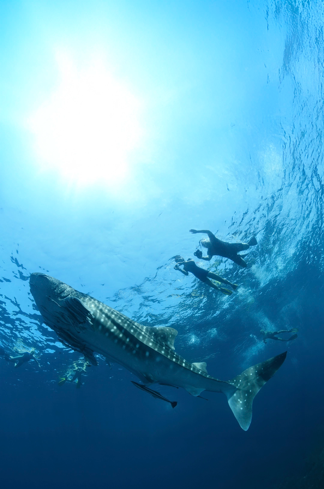 Snorkelers swimming alongside a large whale shark in clear blue ocean waters.