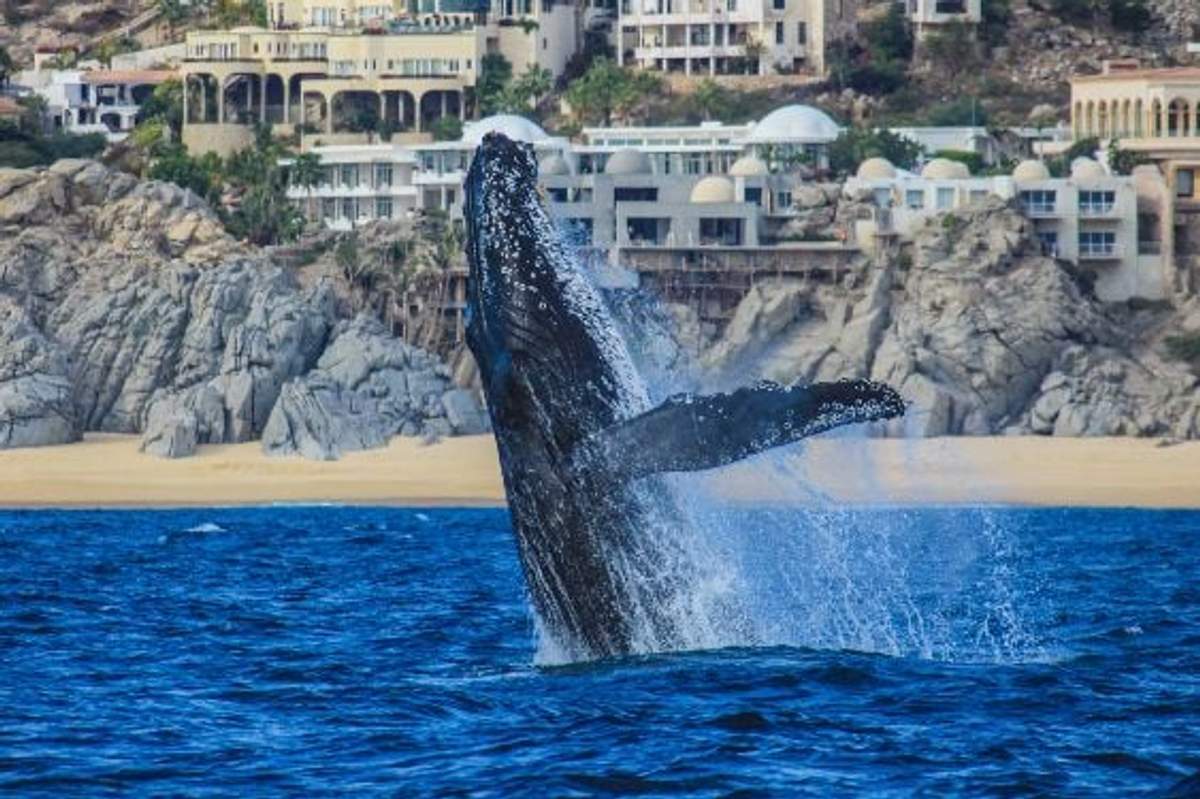 Una ballena jorobada saliendo del agua cerca de la costa, con casas lujosas y acantilados rocosos de fondo en Cabo.