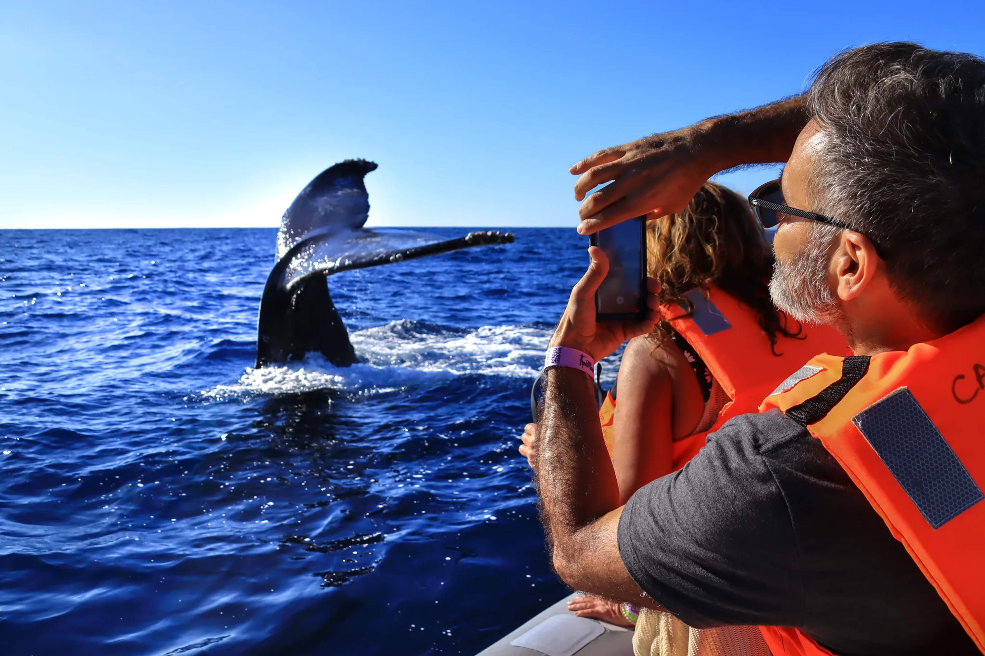 Tourists aboard a whale-watching boat watch a humpback whale breach close to the vessel in clear blue Mexican waters.
