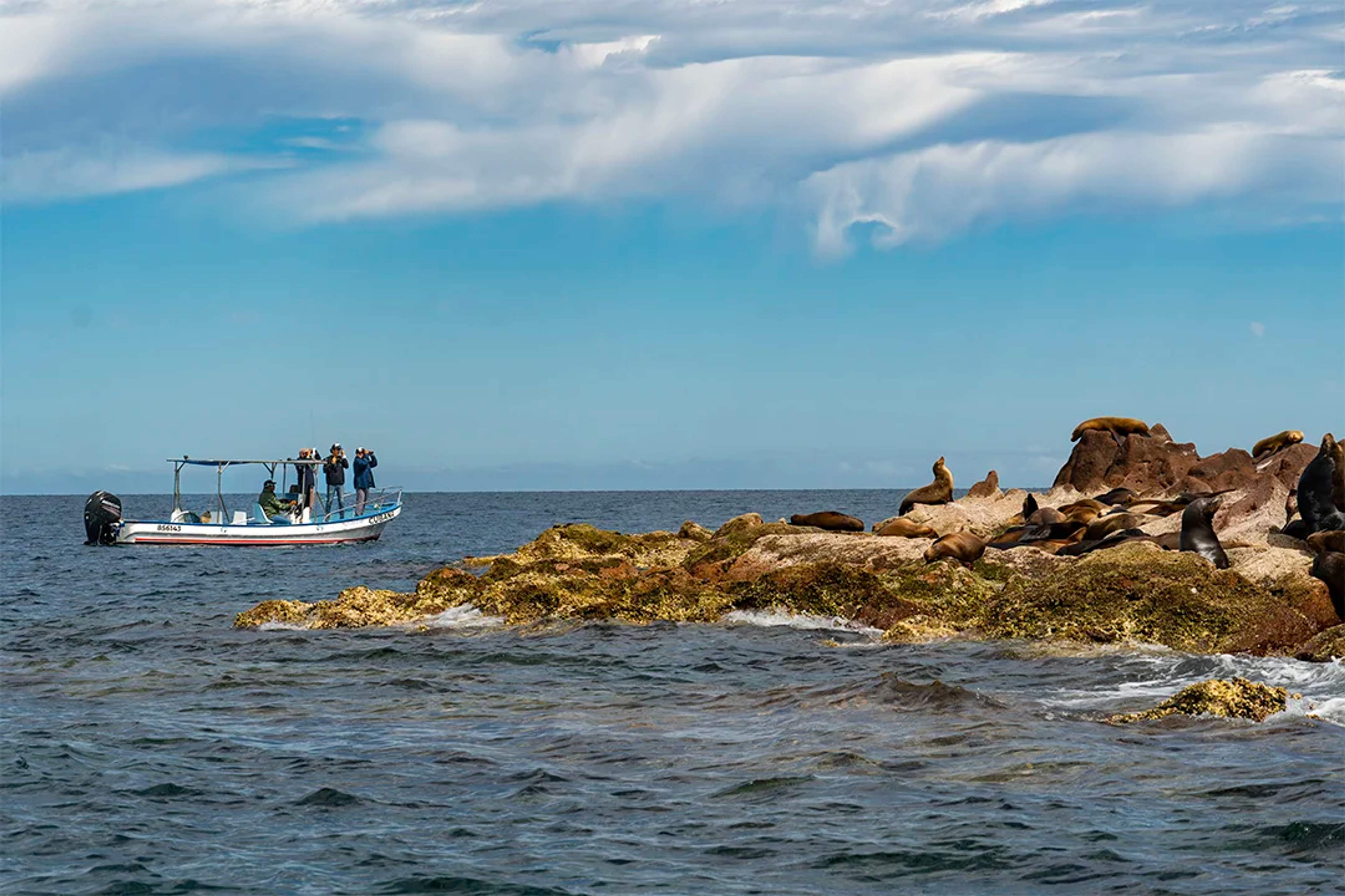 Turistas en un bote observan lobos marinos descansando en formaciones rocosas en el océano bajo un cielo azul con nubes dispersas.