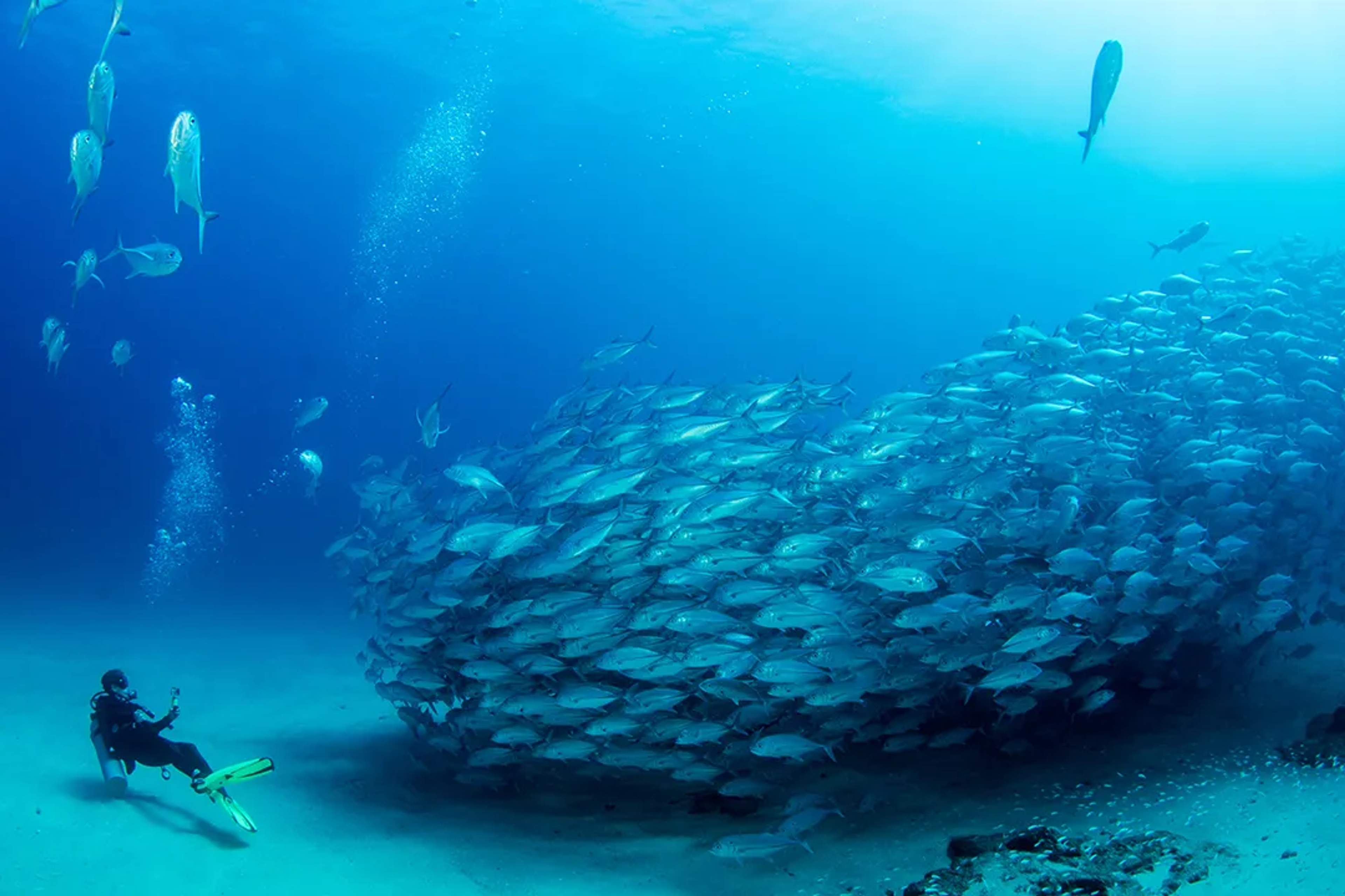 Scuba diver exploring a massive school of fish during a guided open-water diving adventure in Baja