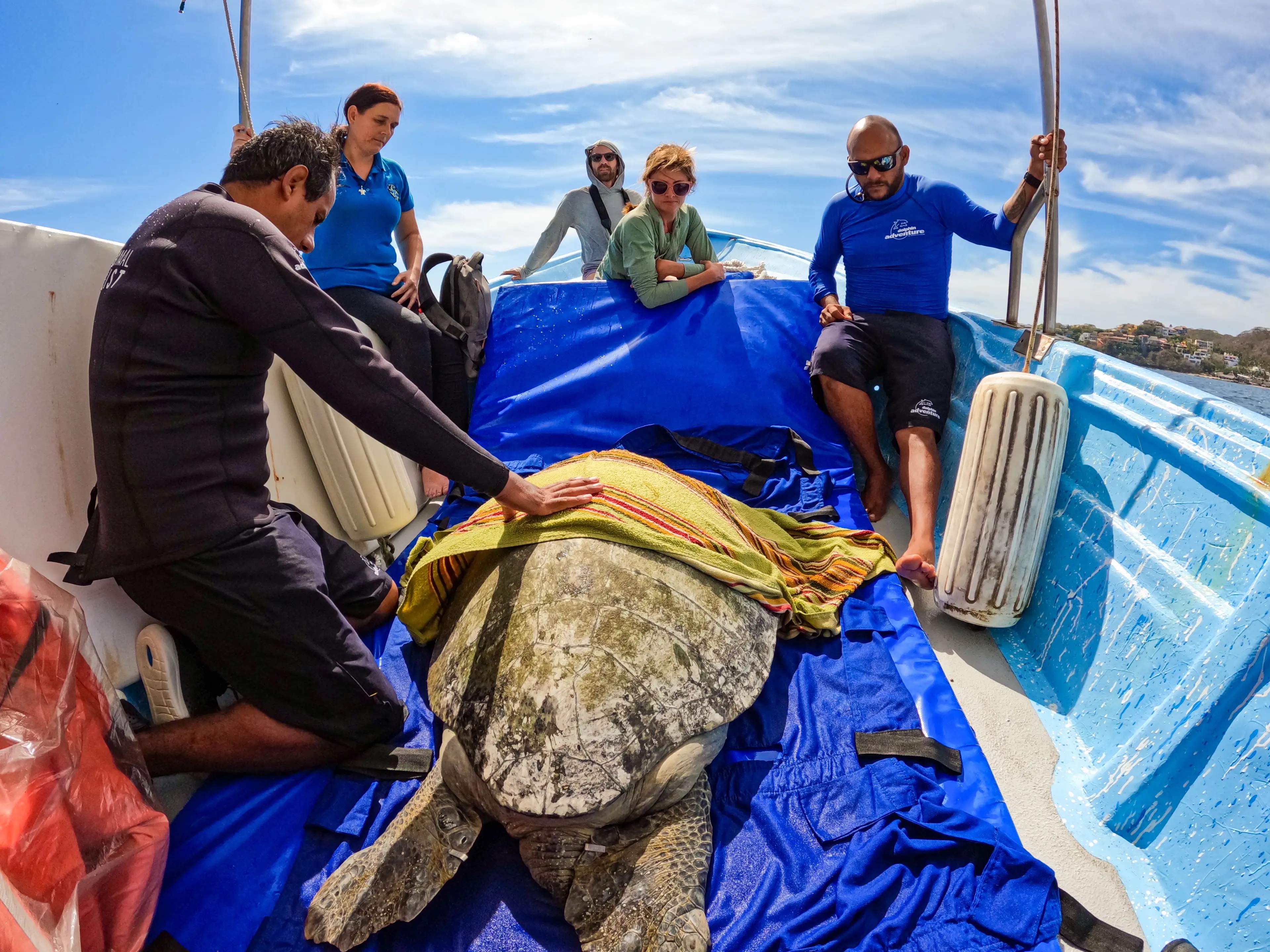 Rescuers tend to a large sea turtle on a boat, covering it with a towel to keep it calm and protected.