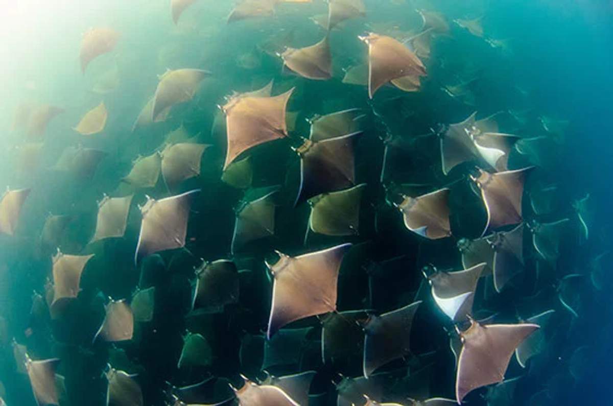 Una gran escuela de rayas nada al unísono a través del océano, creando un patrón hipnotizante contra el agua azul verdosa. Los movimientos sincronizados de las rayas y la gran cantidad de ellas resaltan la belleza y armonía de la vida marina.