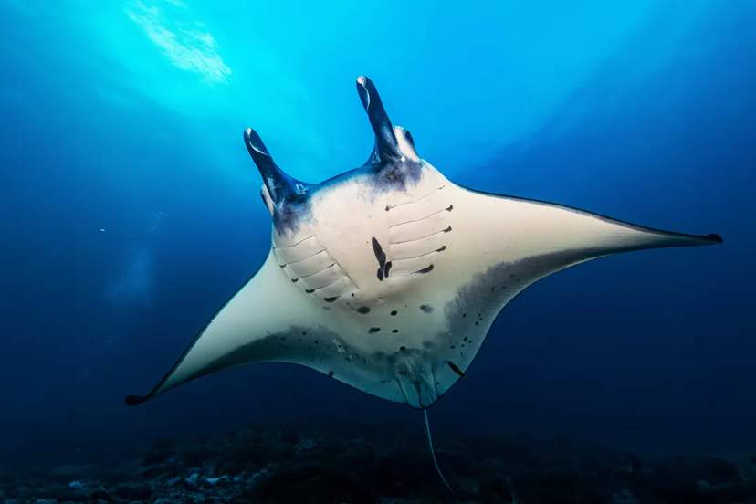Manta Ray Gliding Gracefully Through The Clear Blue Waters Of Cabo