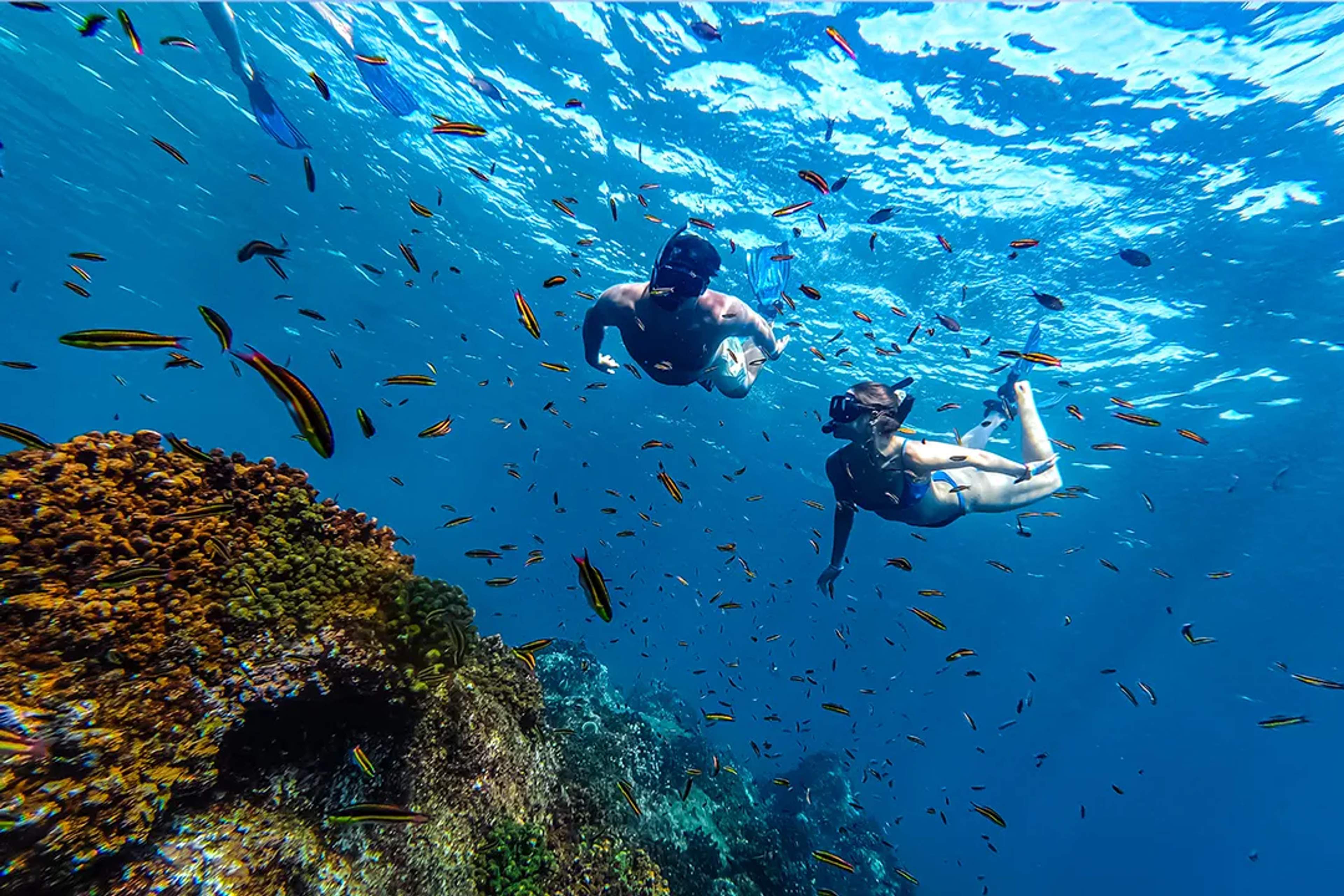 Couple snorkeling in clear blue water surrounded by colorful tropical fish and coral reef.