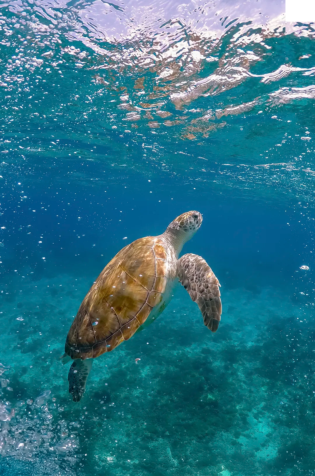 Sea turtle swimming gracefully to the surface in the crystal-clear waters of Baja.