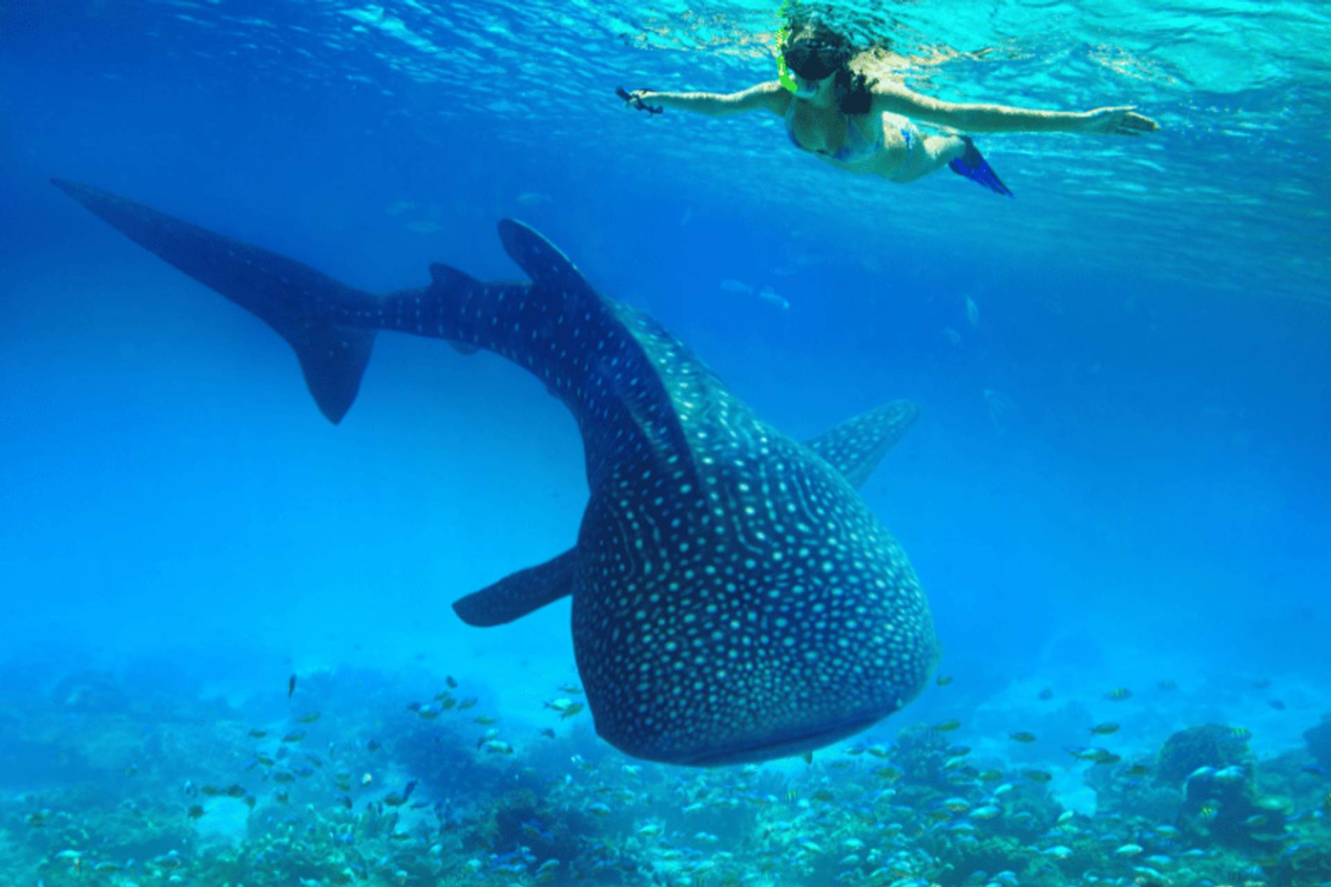 Person snorkeling alongside a whale shark in clear blue water.