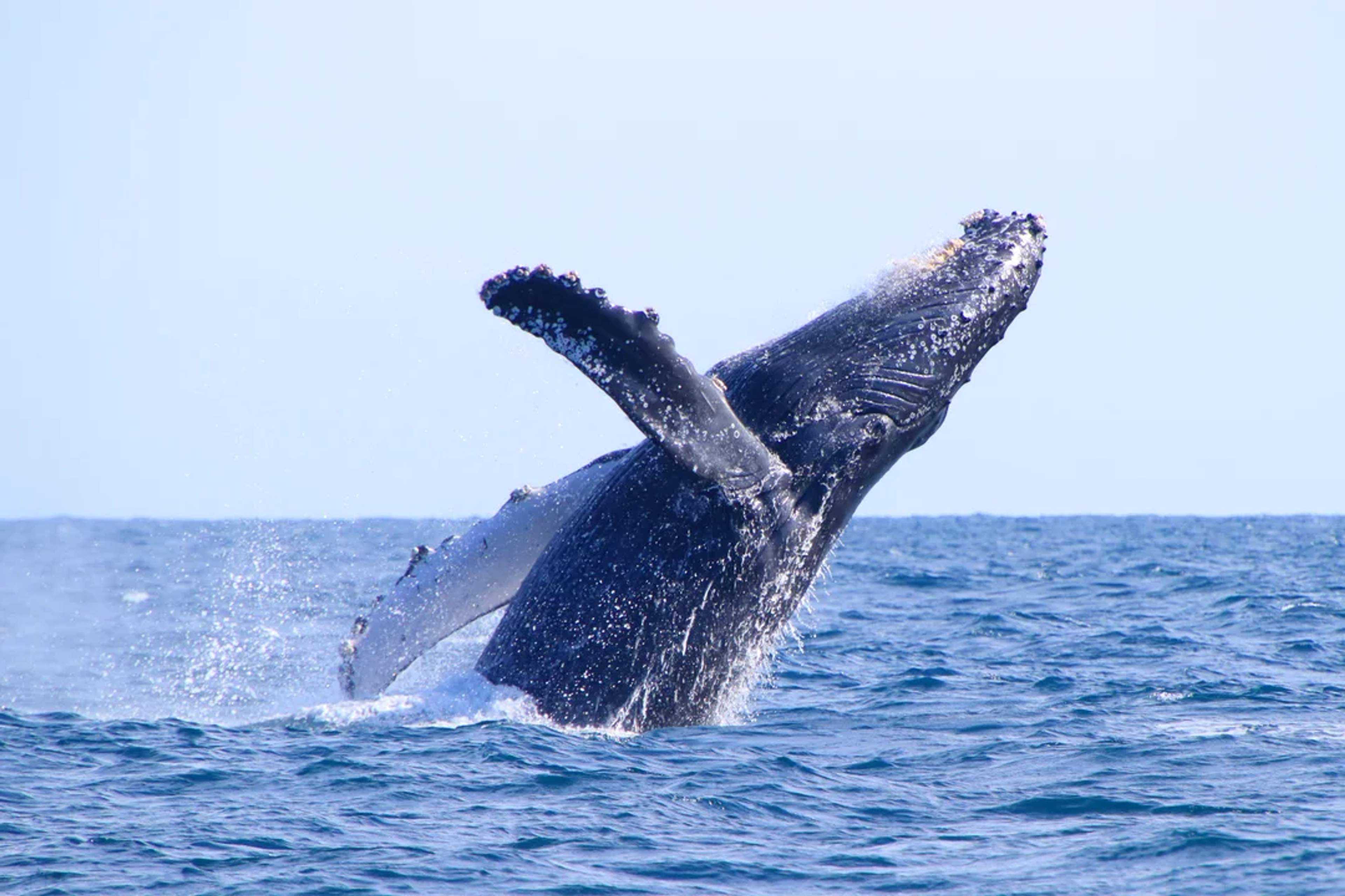  A majestic humpback whale breaches the ocean surface, creating a splash in open waters.
