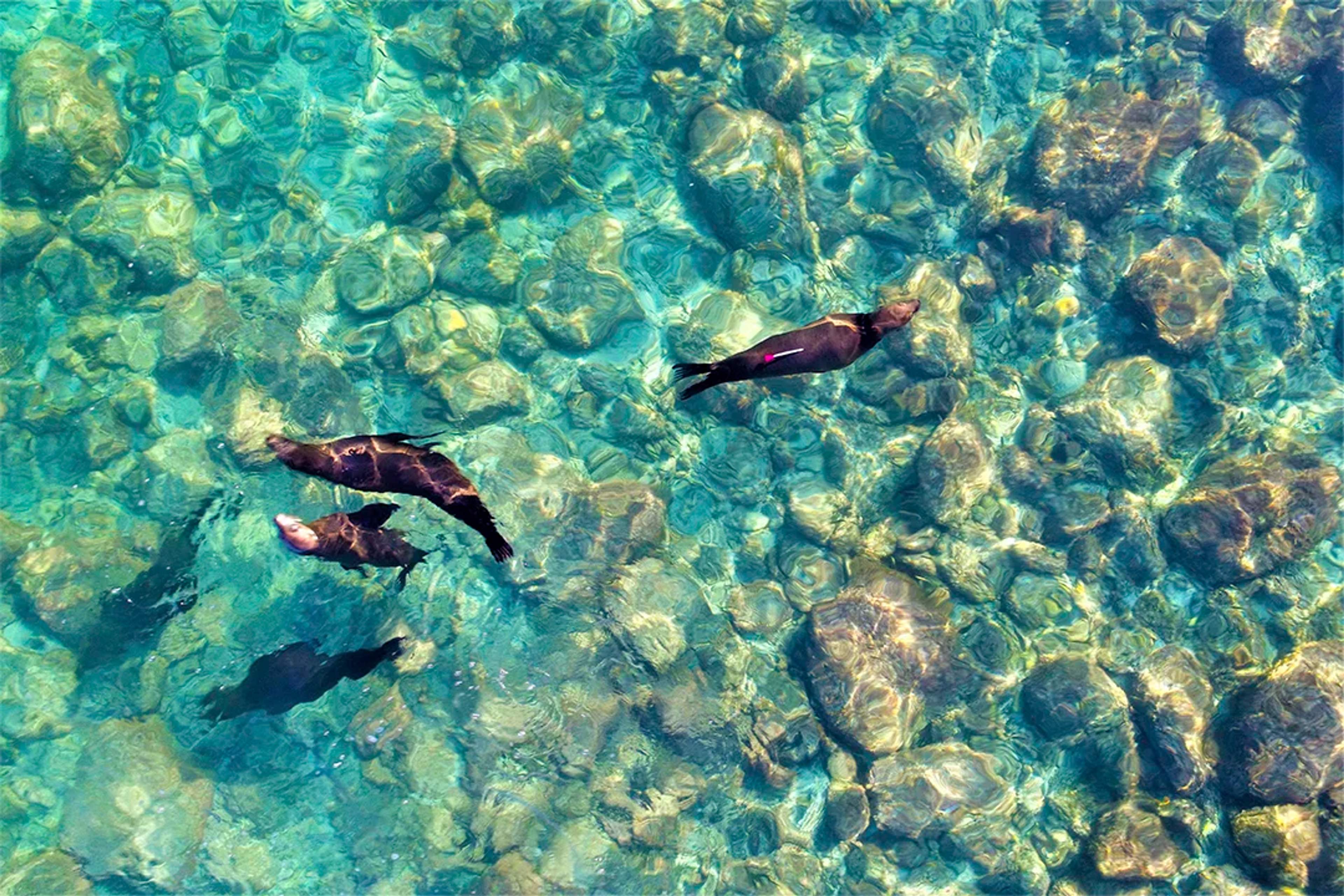 Tres lobos marinos nadan con gracia en agua turquesa cristalina sobre un lecho rocoso, proyectando sombras debajo.