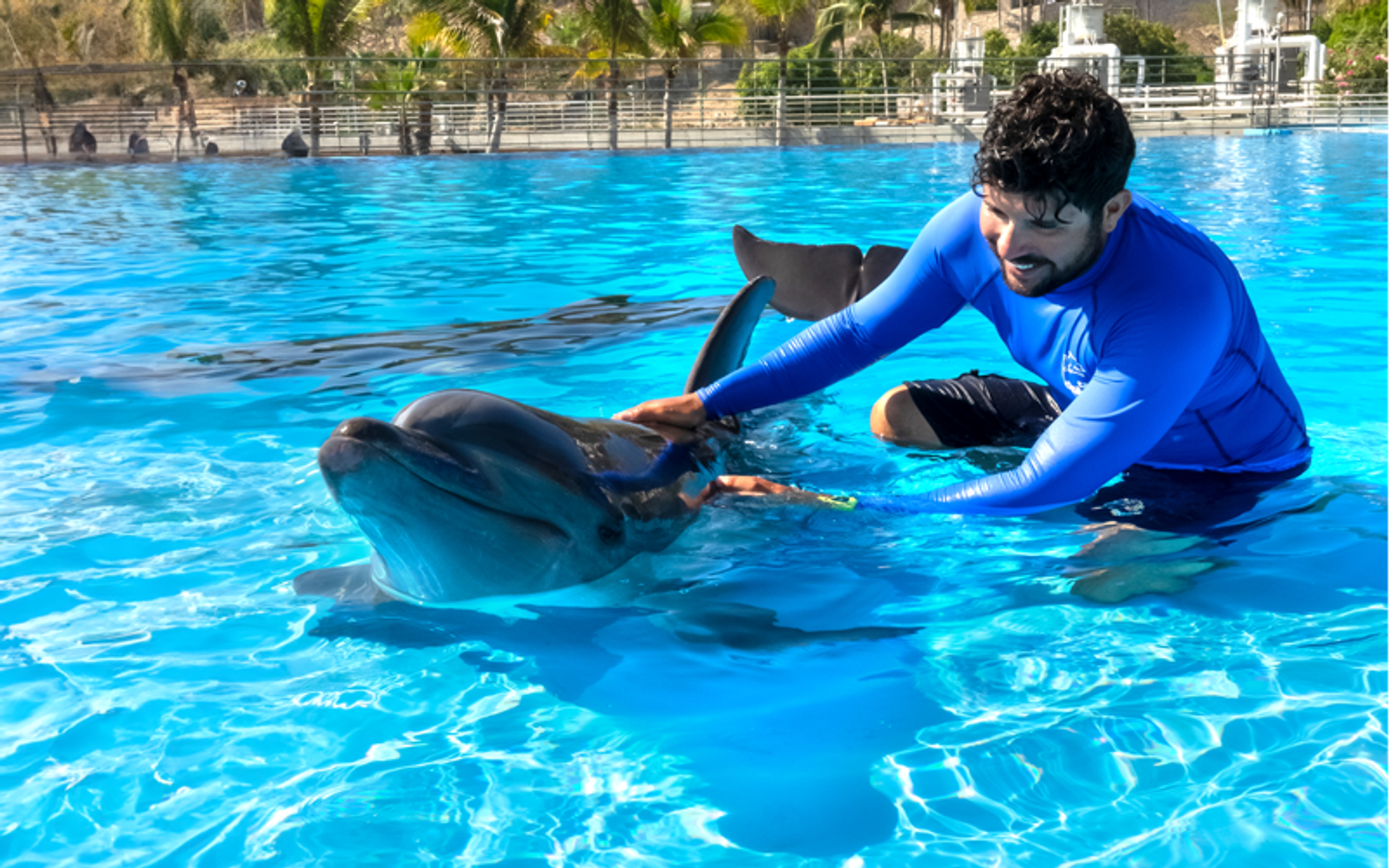 Un hombre con camiseta azul interactúa con un delfín en una piscina clara y brillante. Palmeras y vegetación en el fondo.
