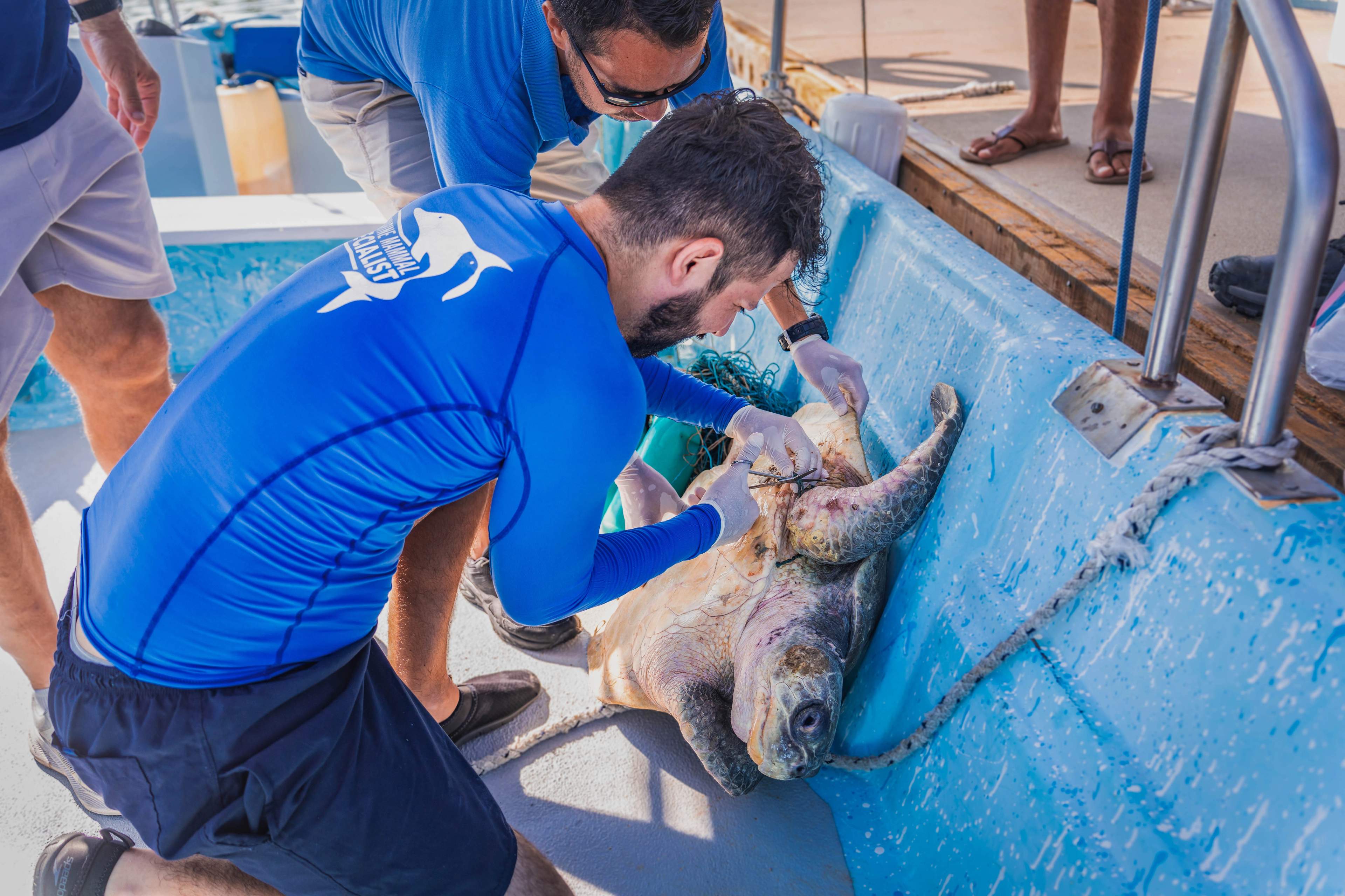 Rescatistas liberan a una tortuga marina enredada en redes en un bote, mostrando cuidado y dedicación.