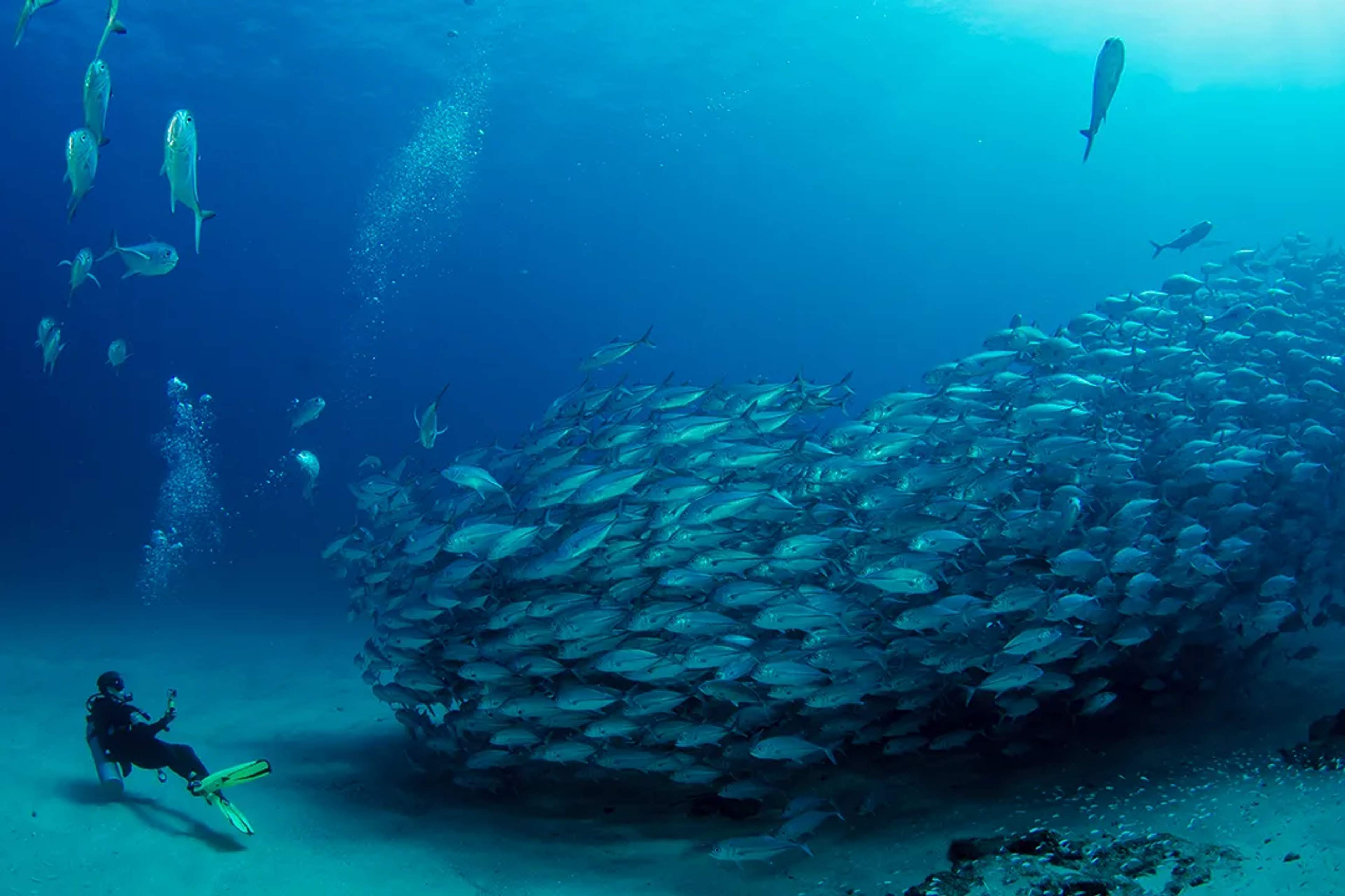 A Scuba Diver Swims Near A Massive School Of Fish, Bubbles Rising As The Fish Move In Formation In The Deep Blue Ocean