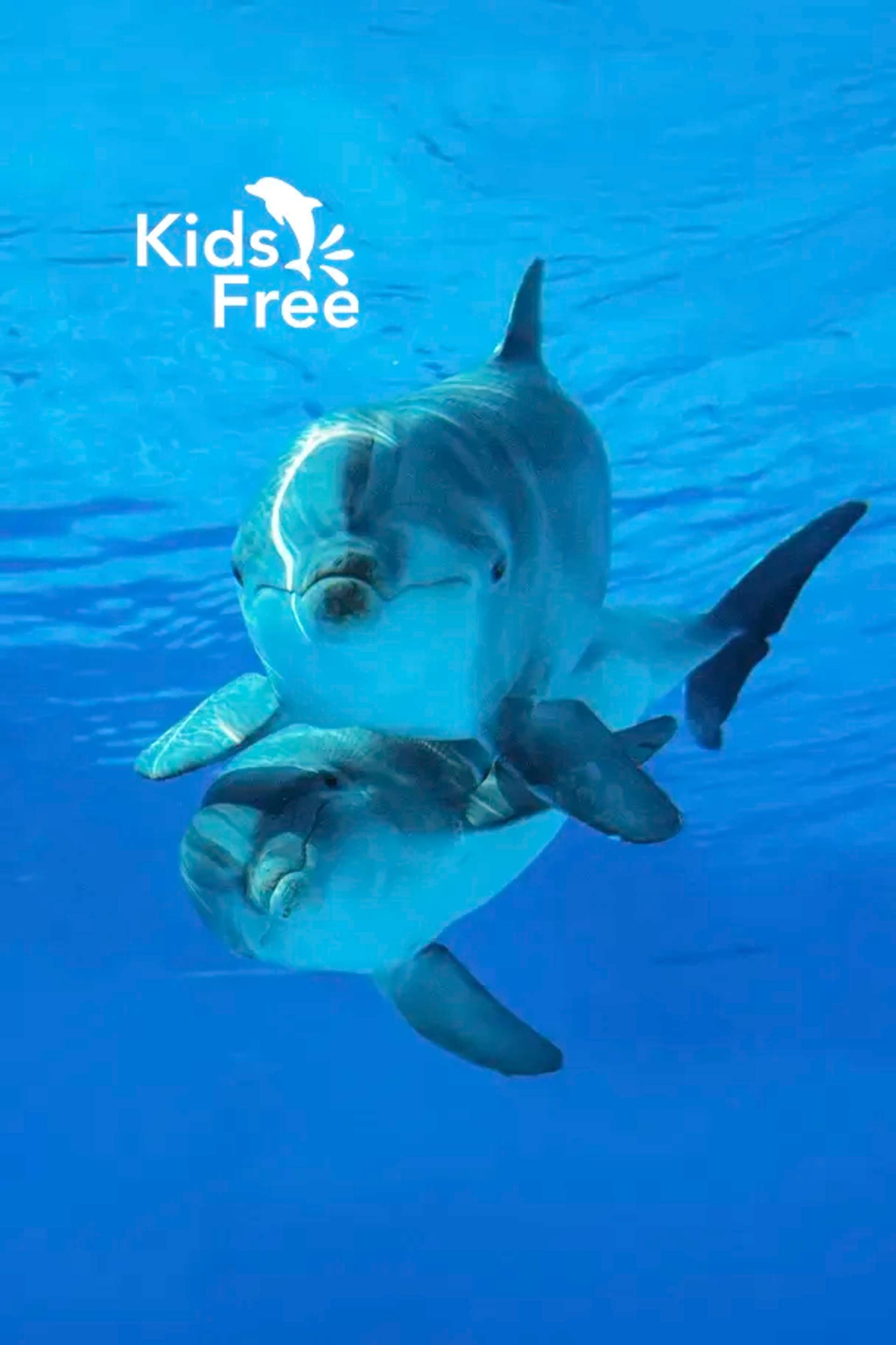 Amazing Dolphin Encounters in Cabo