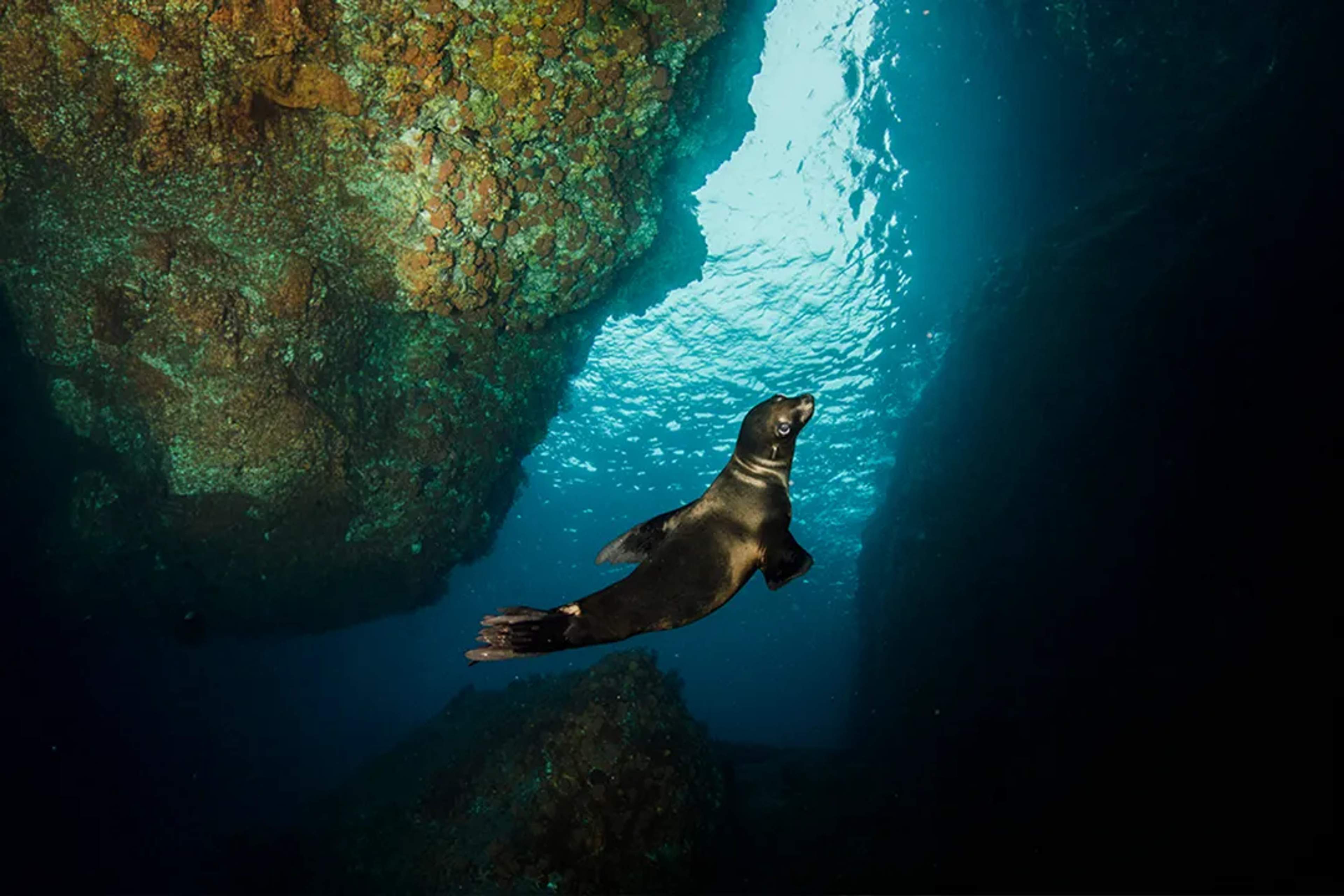 Sea lion swimming at Los Islotes in the clear waters of Baja